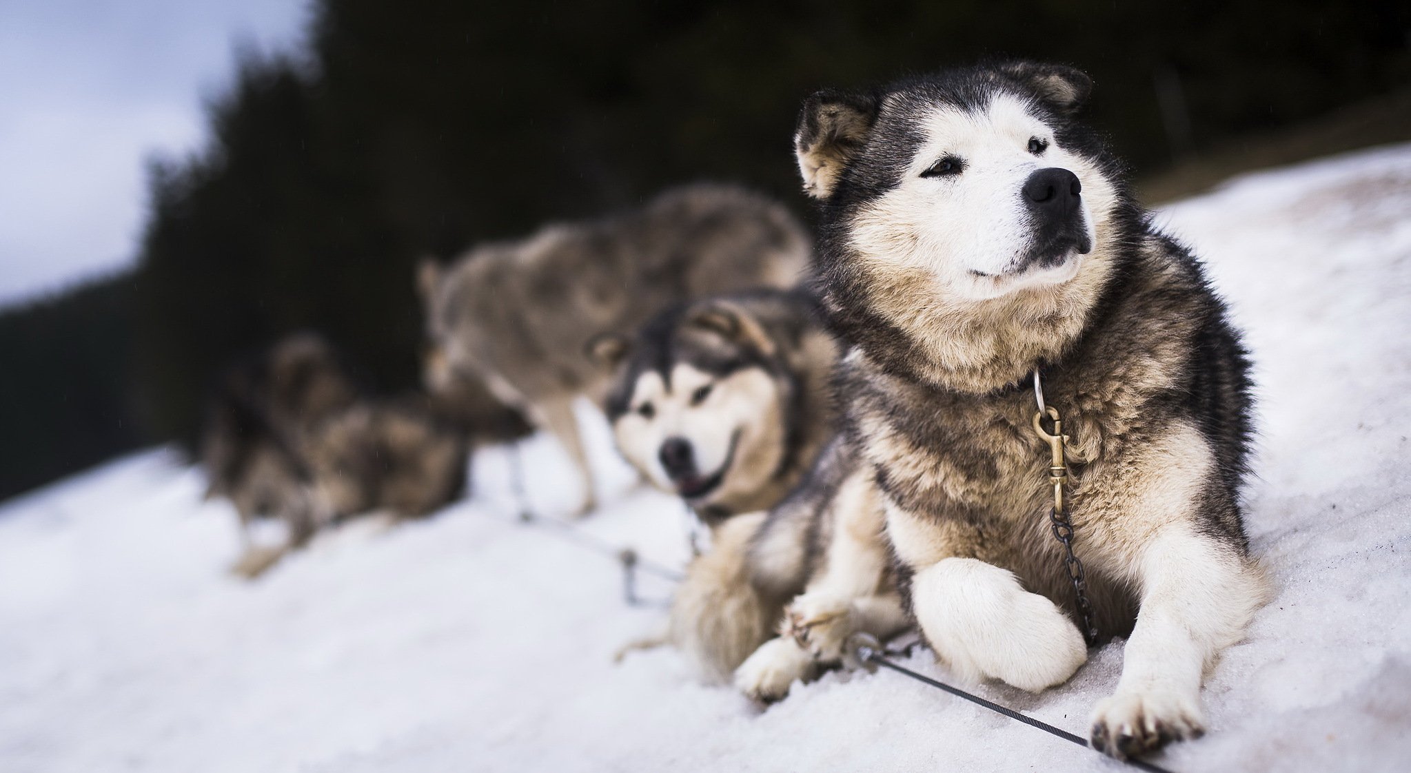 chiens amis neige