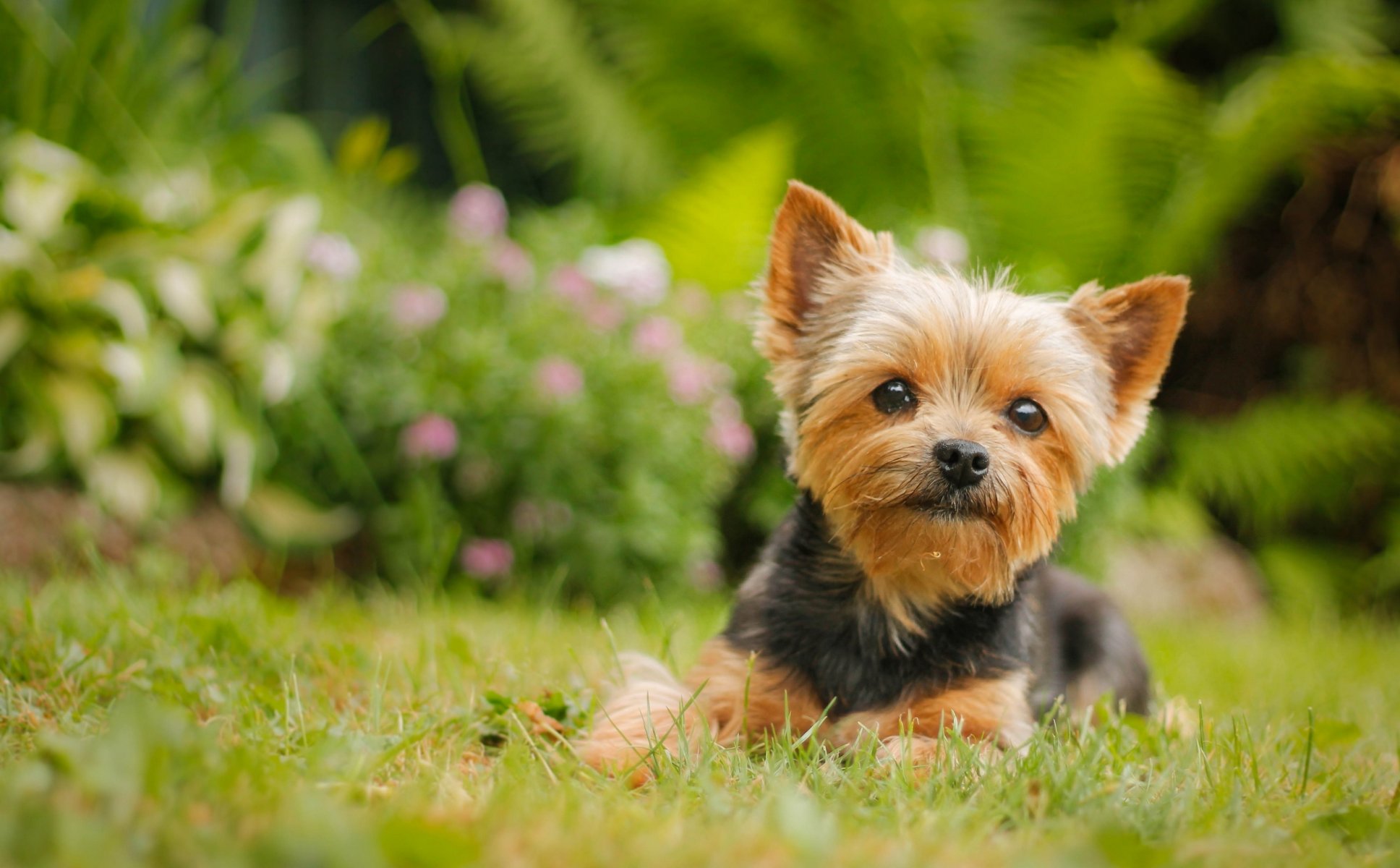 yorkshire terrier new york dog view