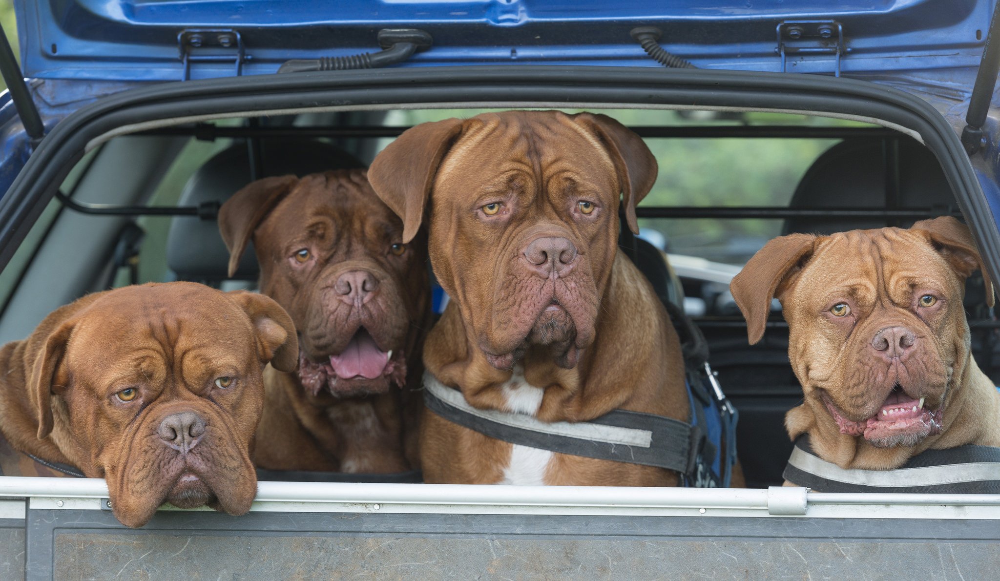 gran danés de burdeos perros cuarteto coche cuerpo