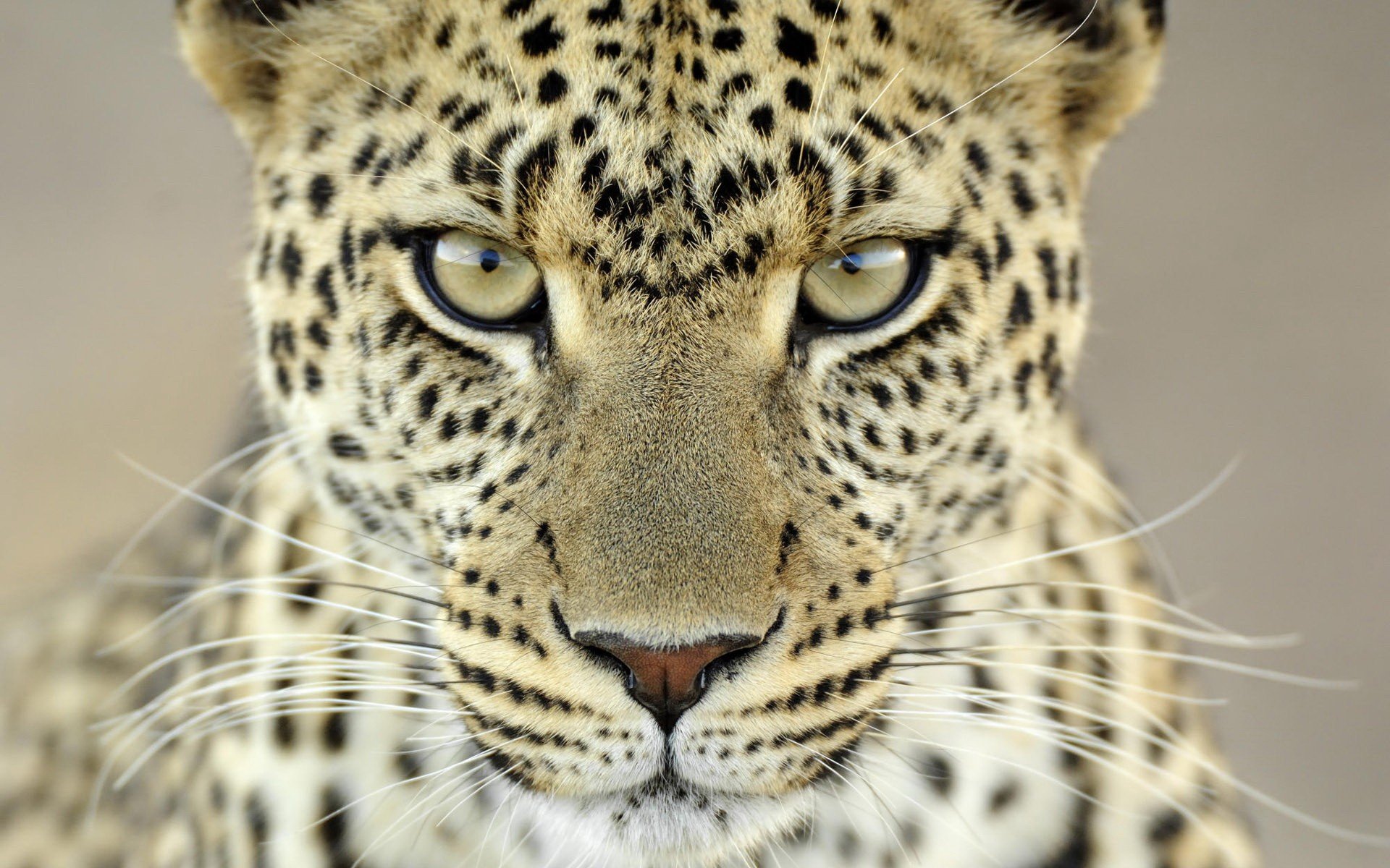 view mustache spots leopard