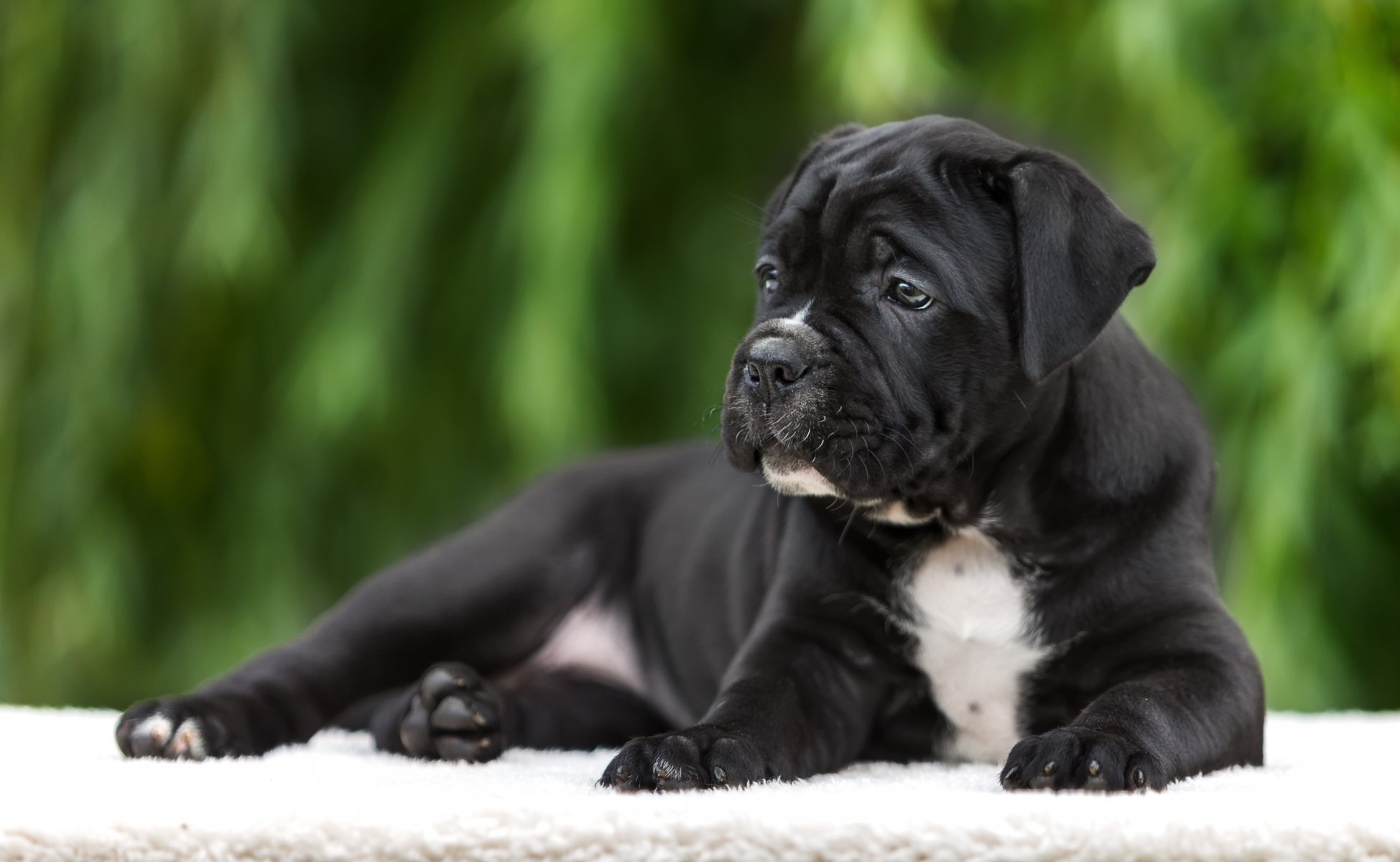 cachorro cane corso raza