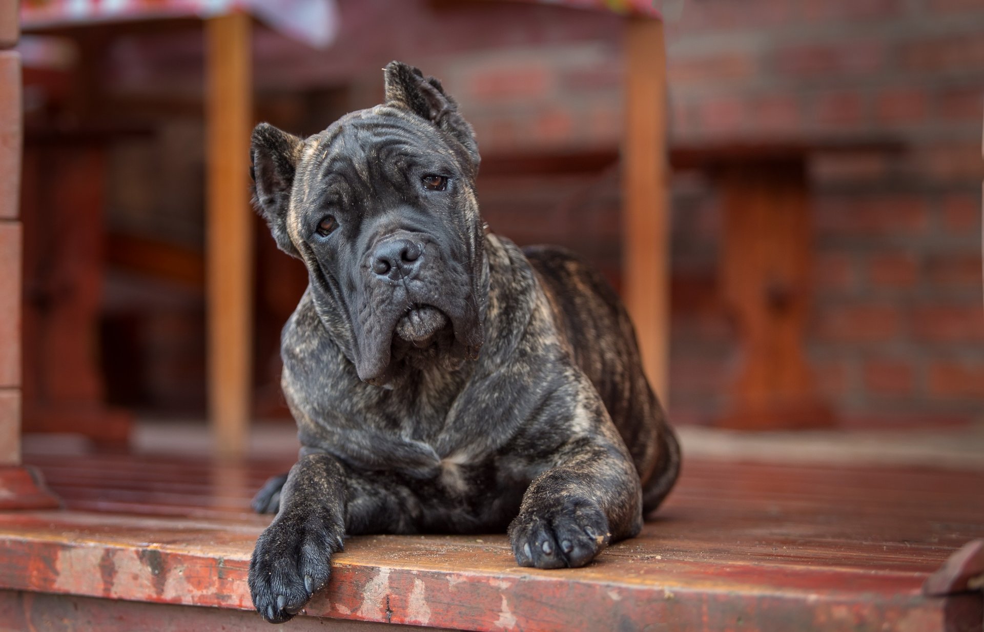 cane corso perro mirada