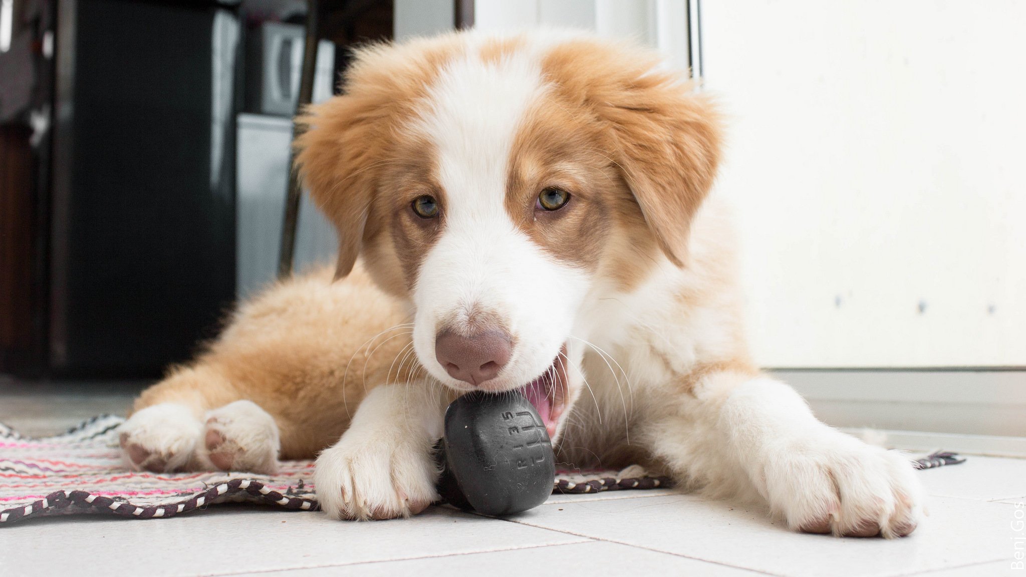 australian shepherd aussie dog puppy