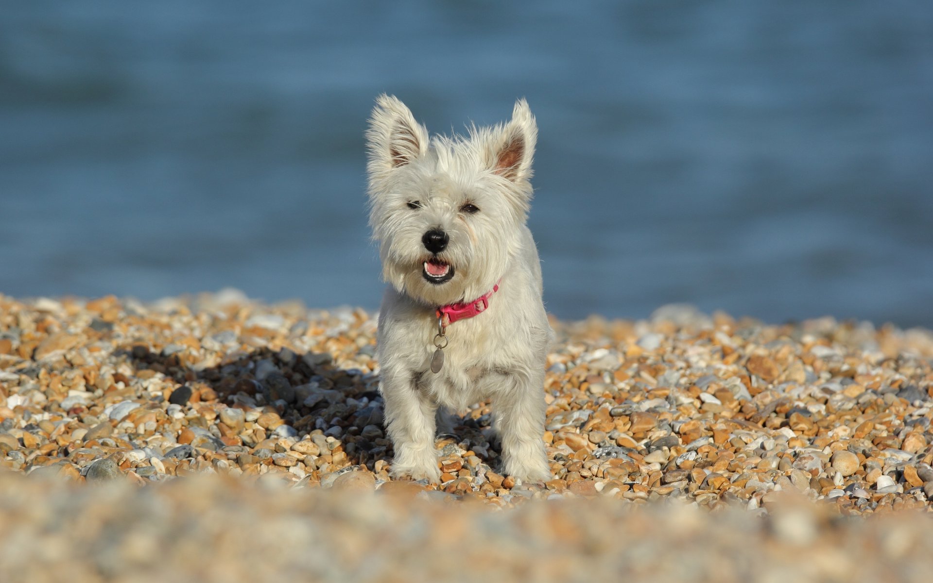 west highland white terrier hund steine