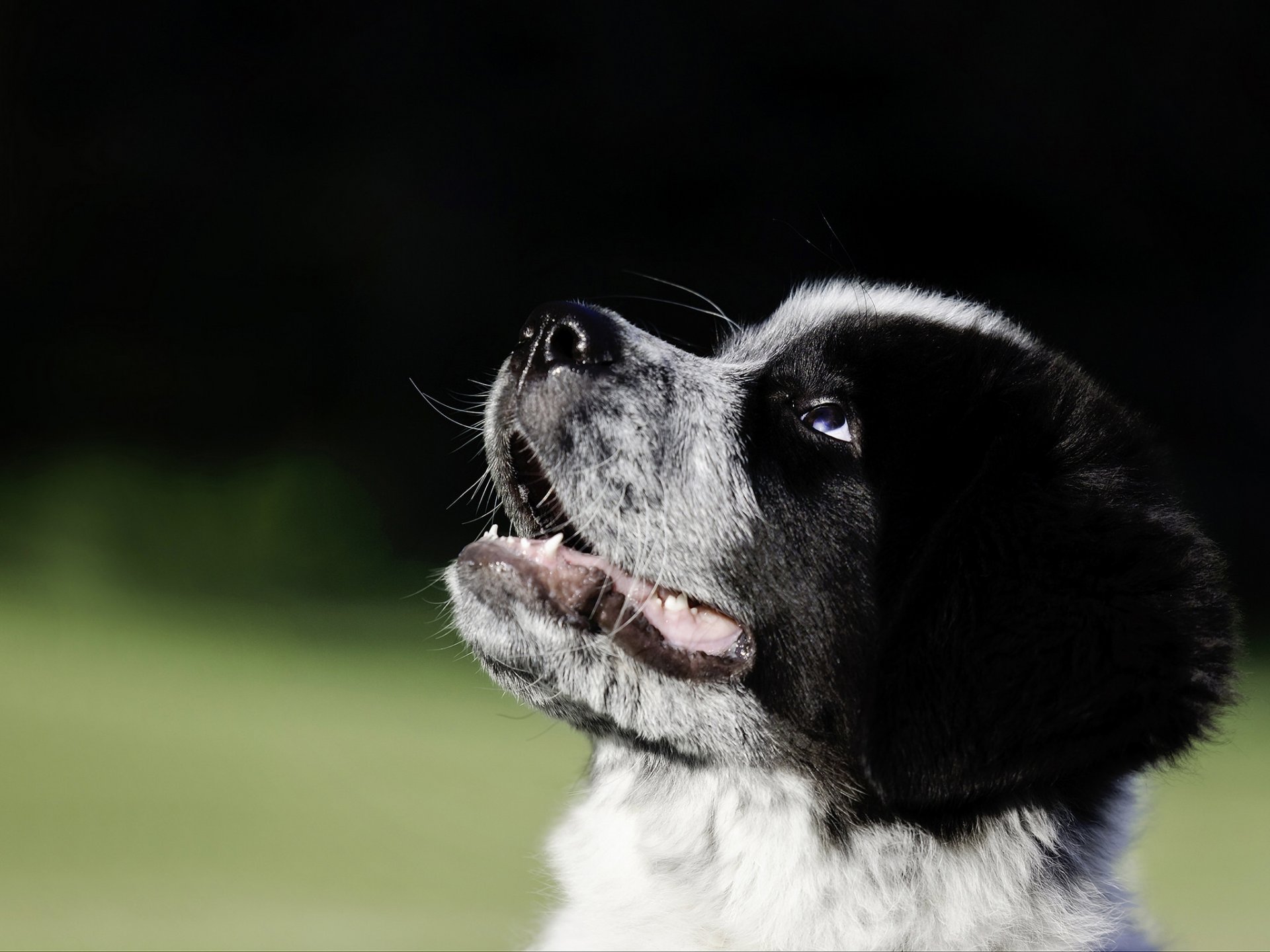 große pyrenäen neufundland hund welpe schnauze