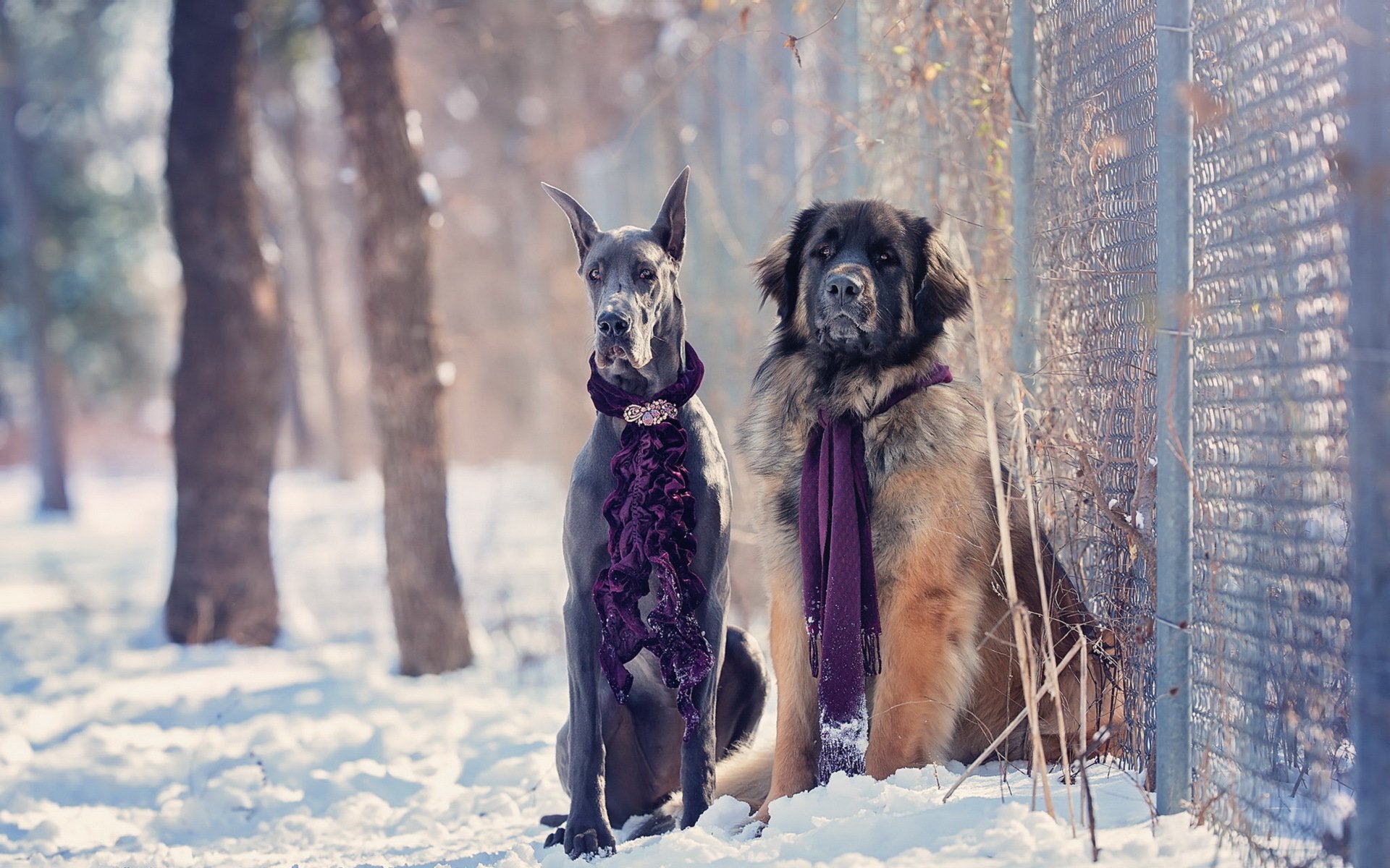 chiens hiver neige