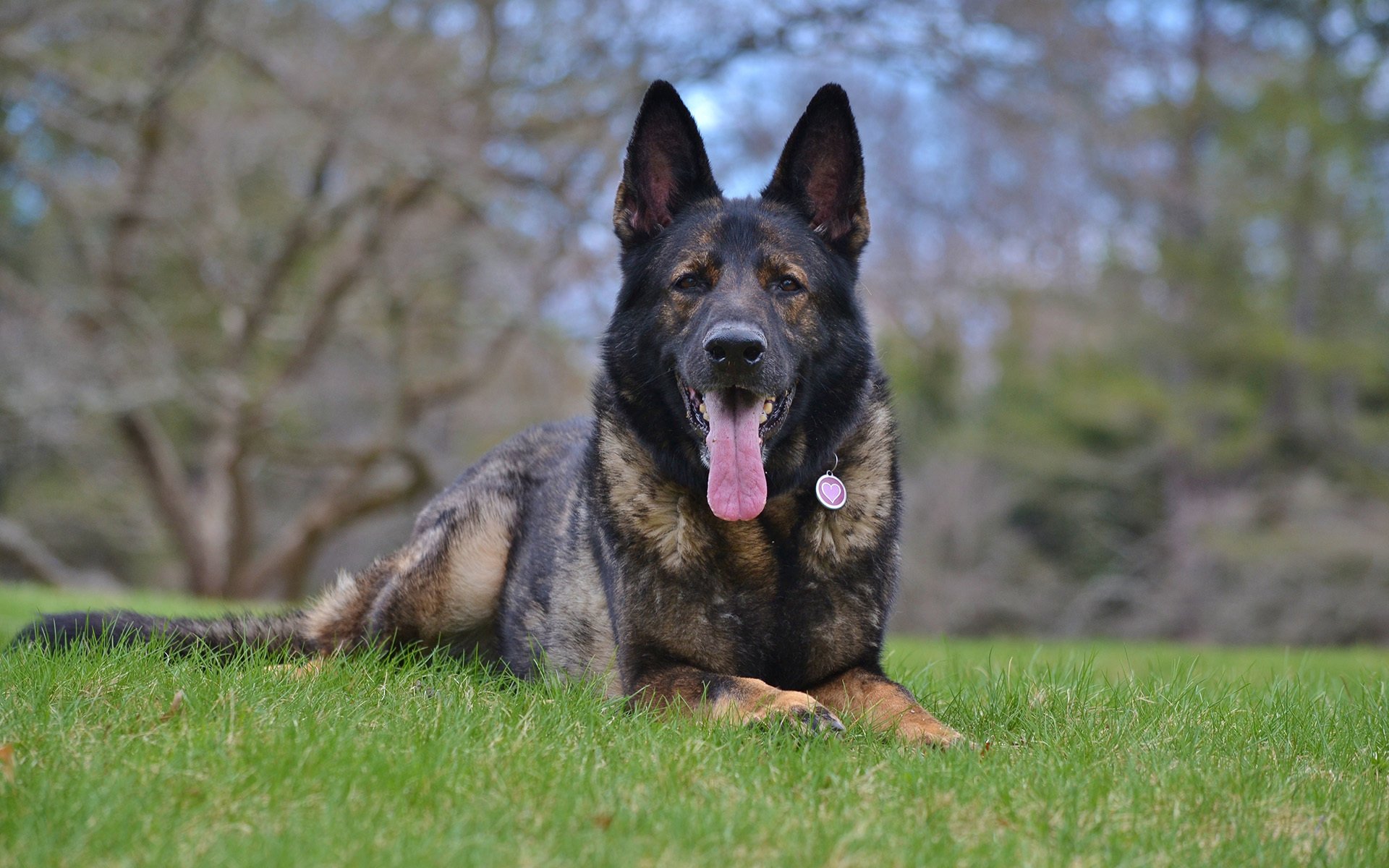 deutscher schäferhund arbeitszucht zonenroter hund hund