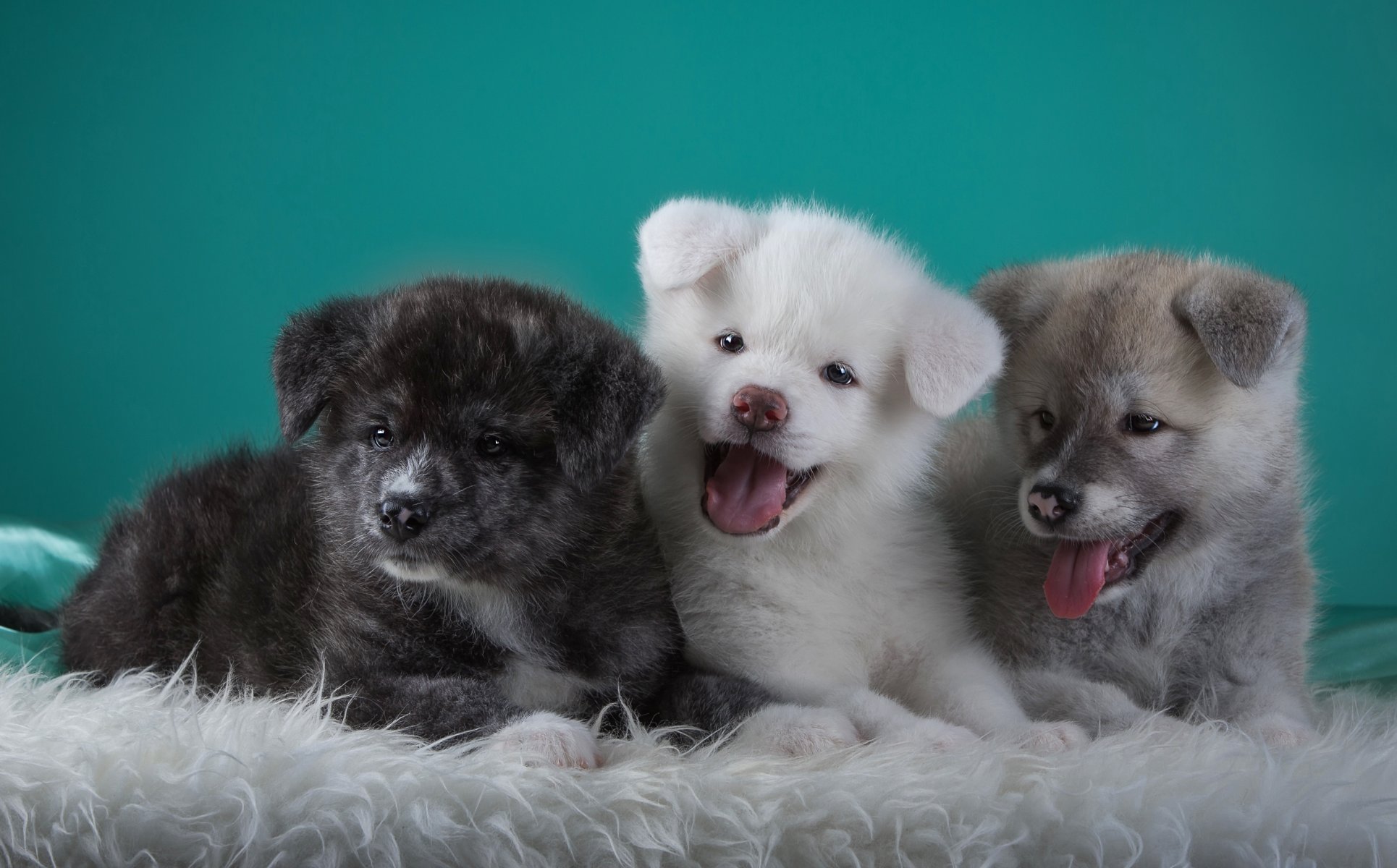 japanische akita trio welpen zungen lustig