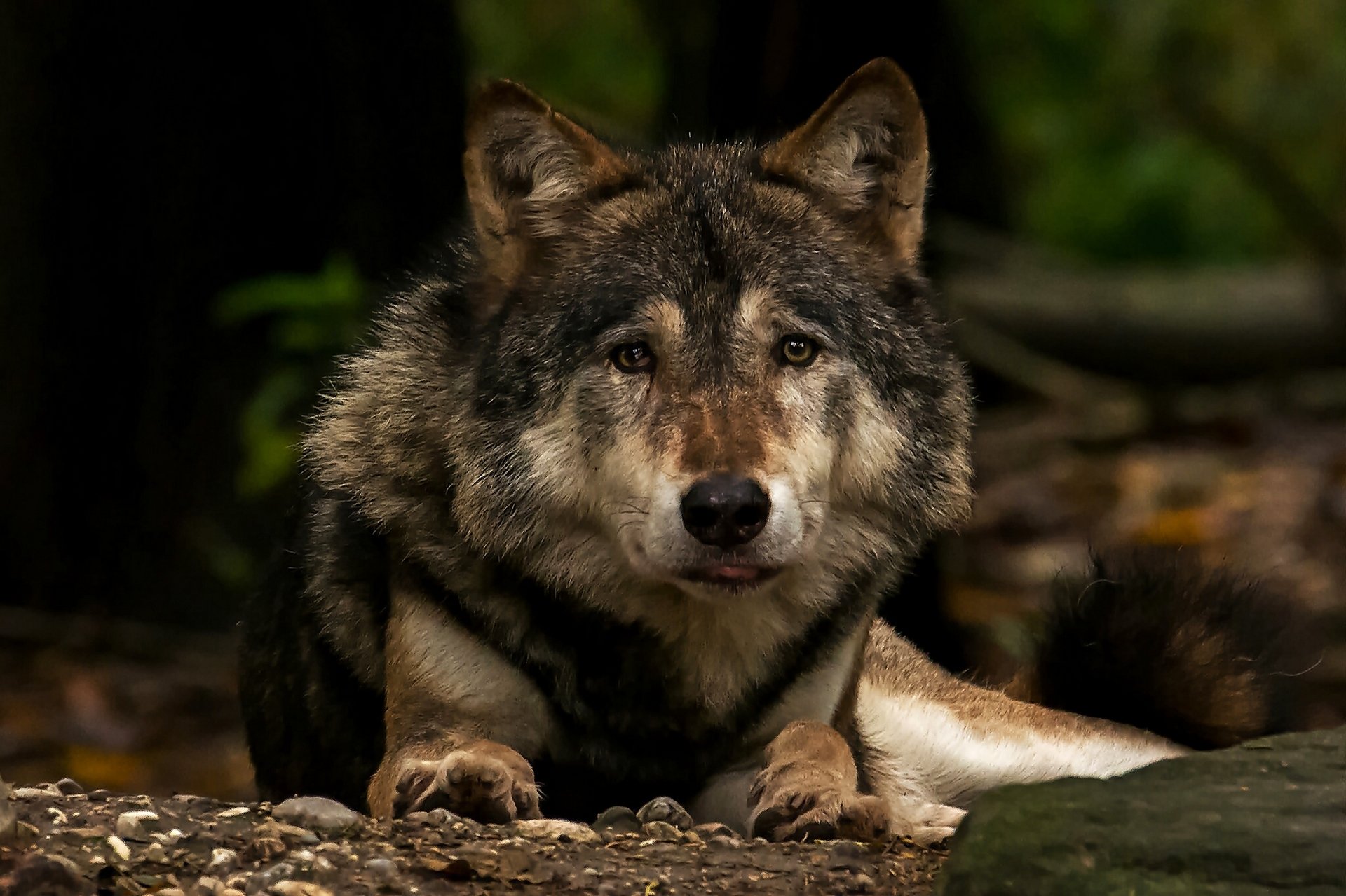 lobo depredador hocico vista