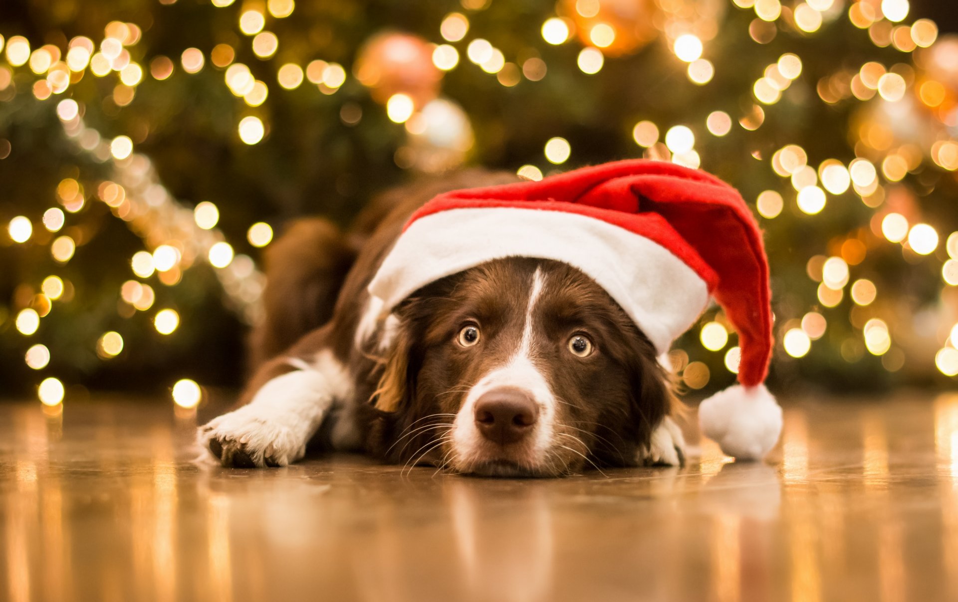 perro hocico mirada campana navidad año nuevo