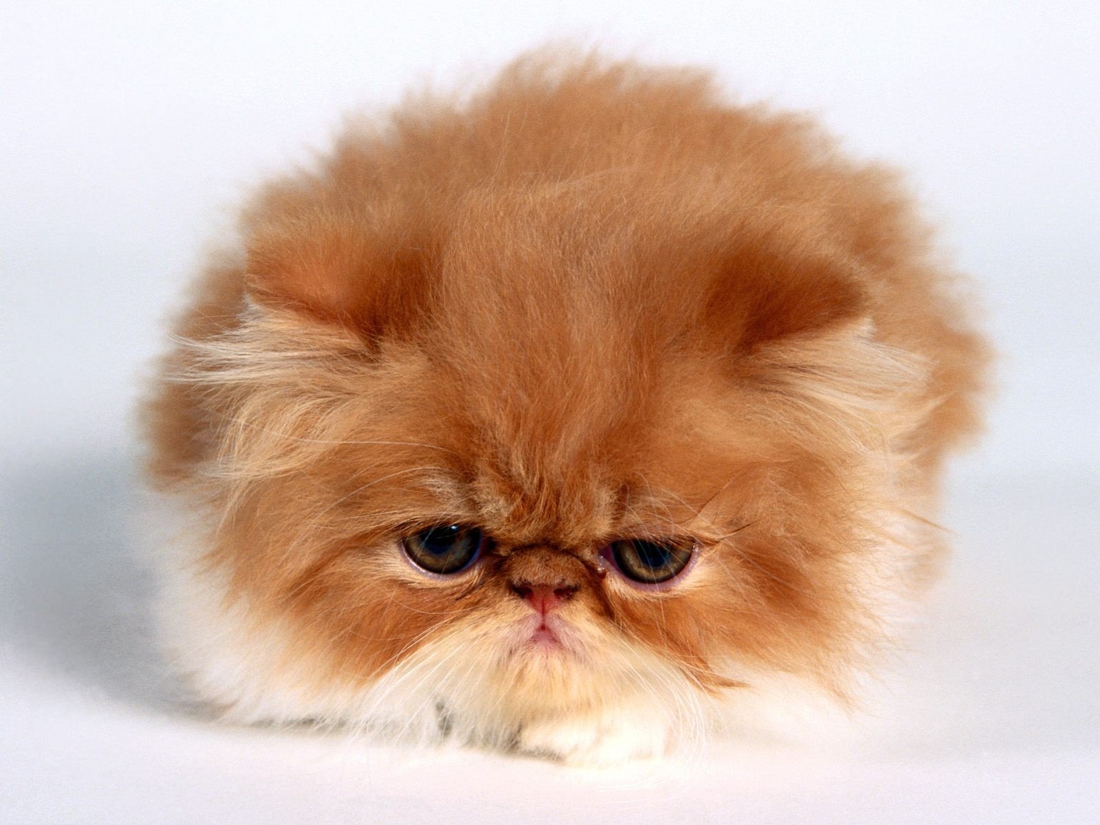 kitten red persian small