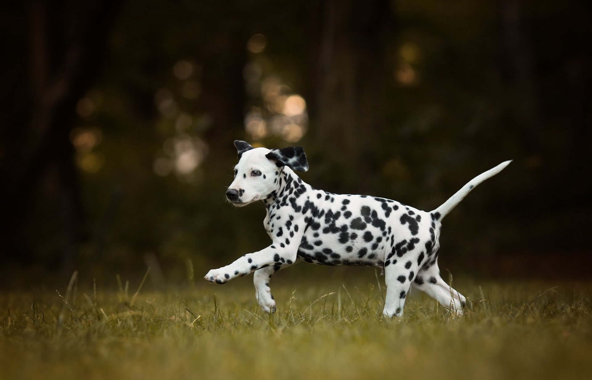 dalmatien chien chiot marche bokeh