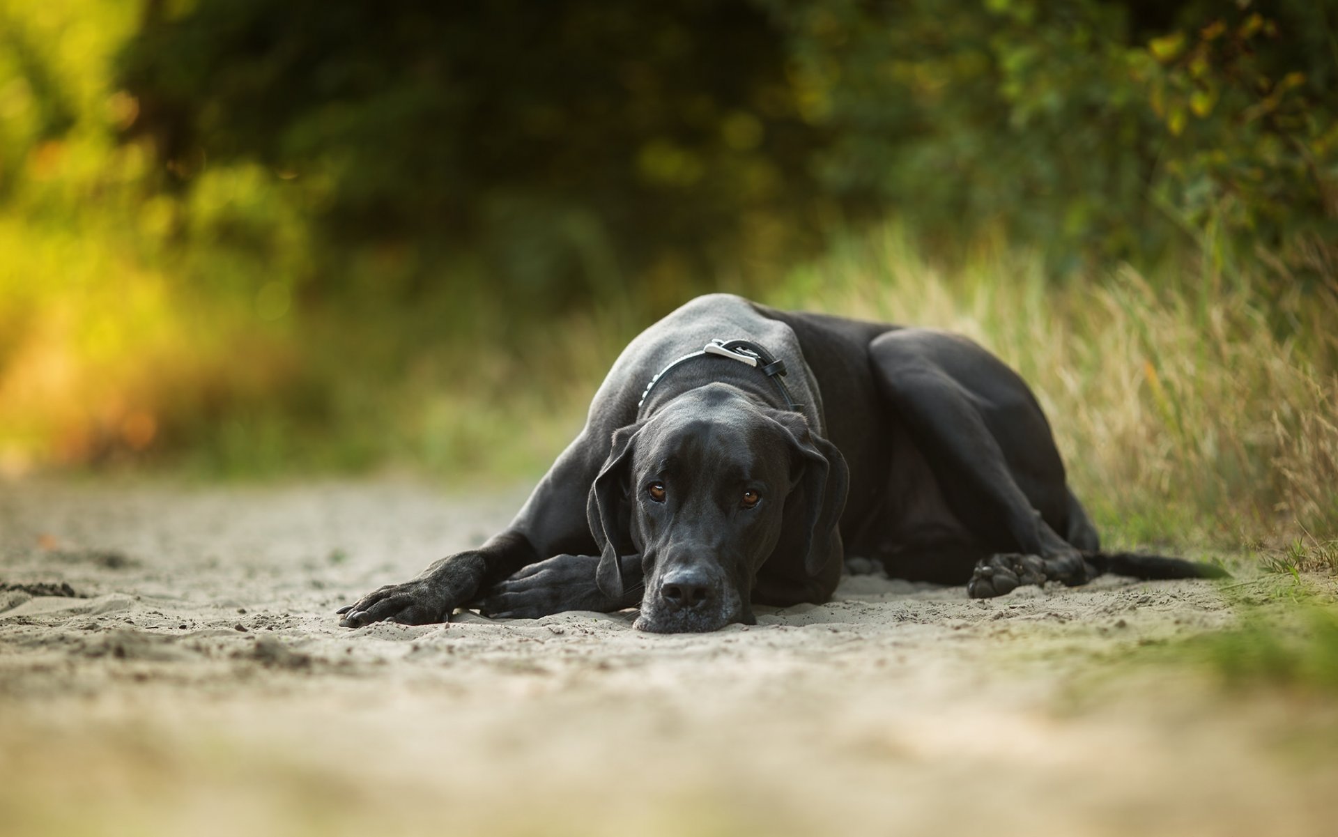 hund ruhe sand