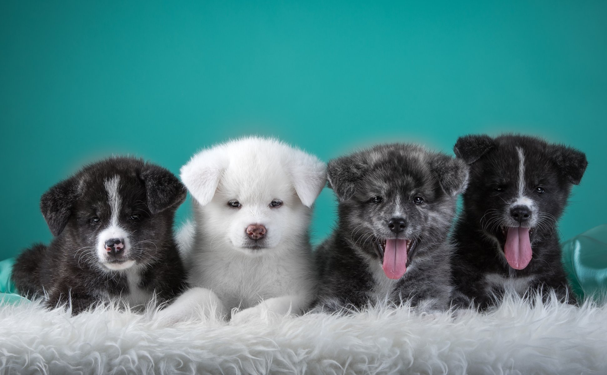 akita japonés cachorros cuarteto lengua