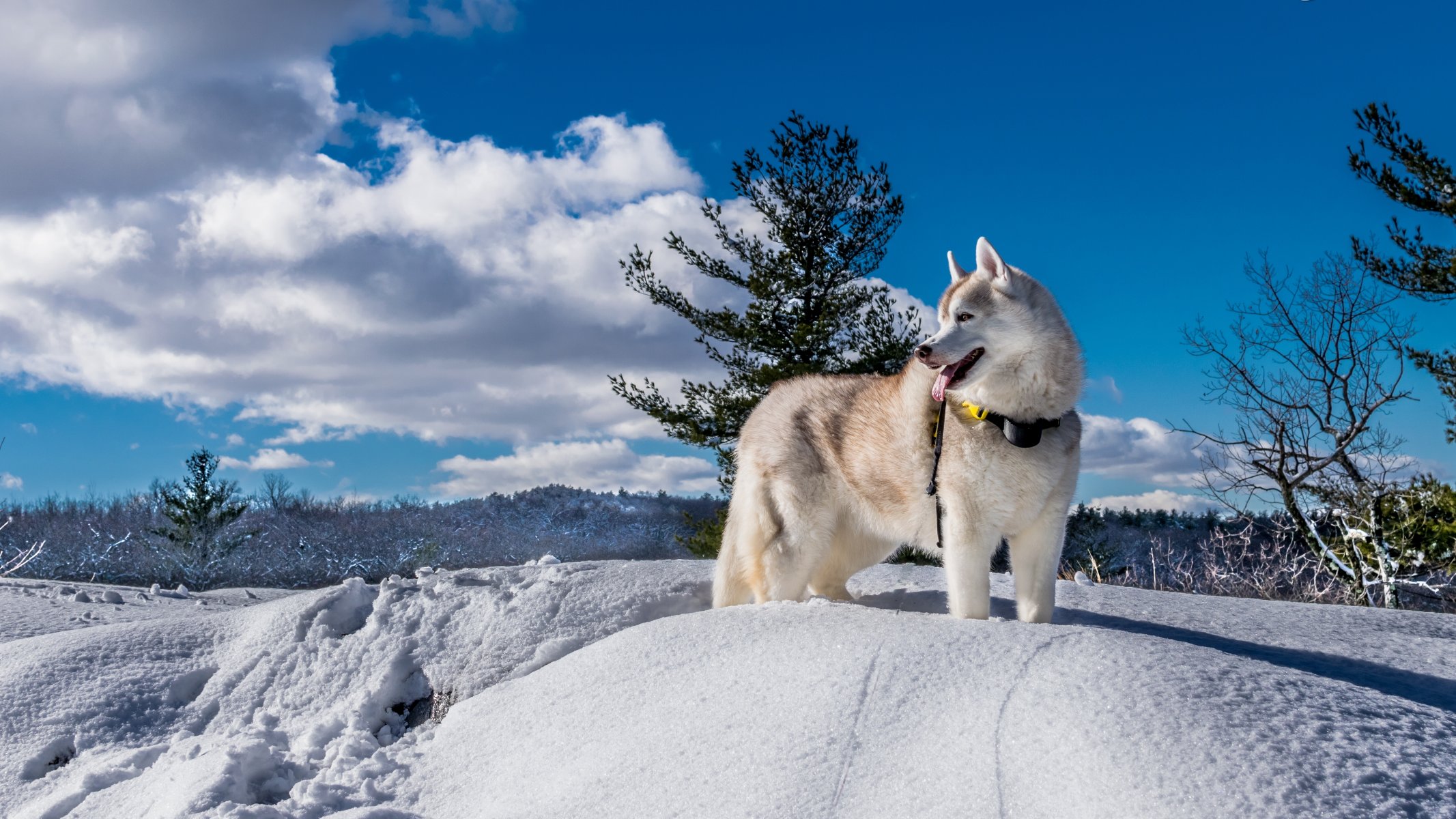 husky dog winter snow nature