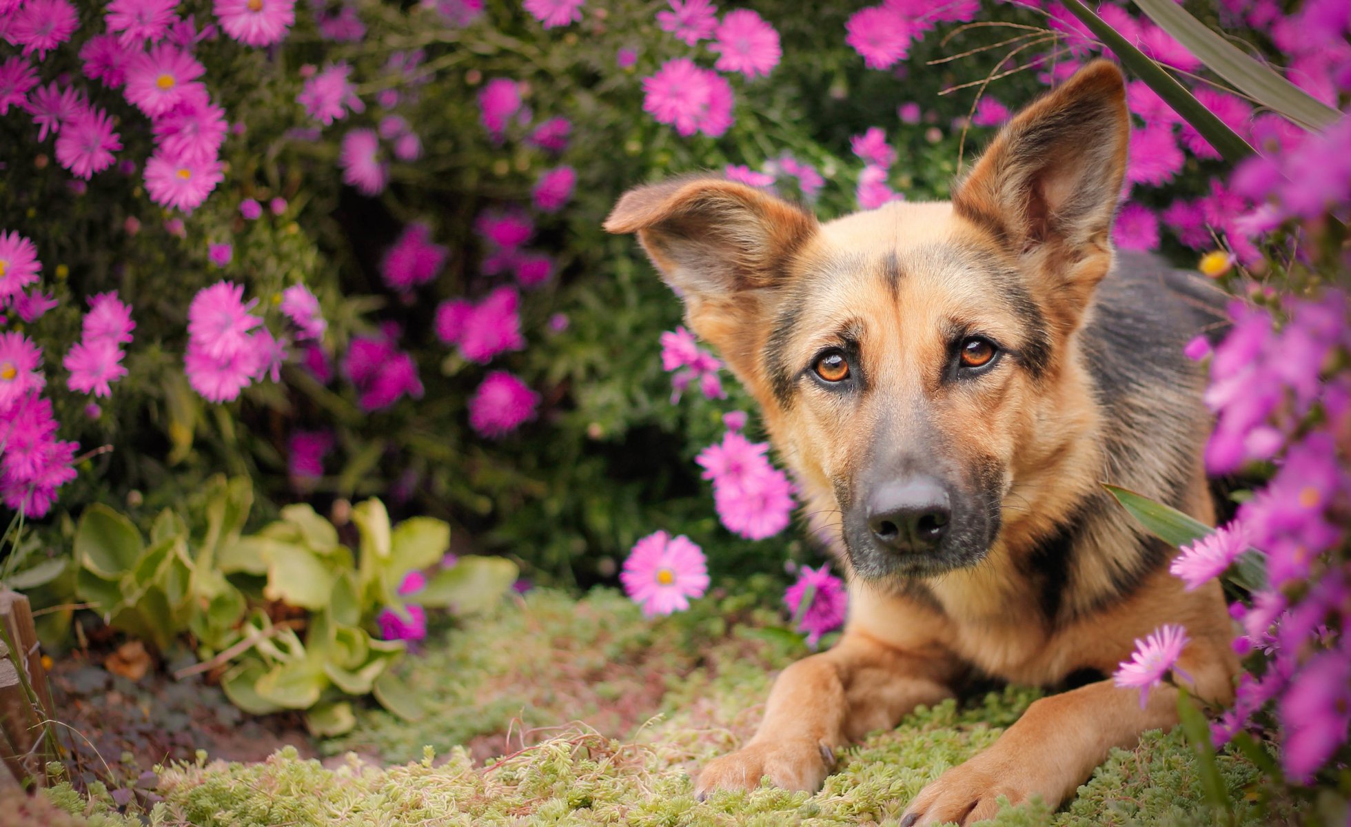 deutscher schäferhund schäferhund hund schnauze blick blumen