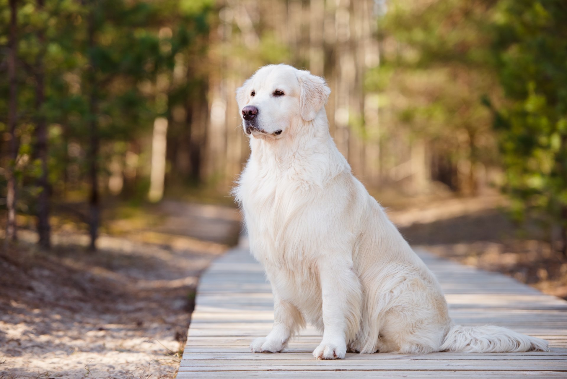 hund hübscher mann