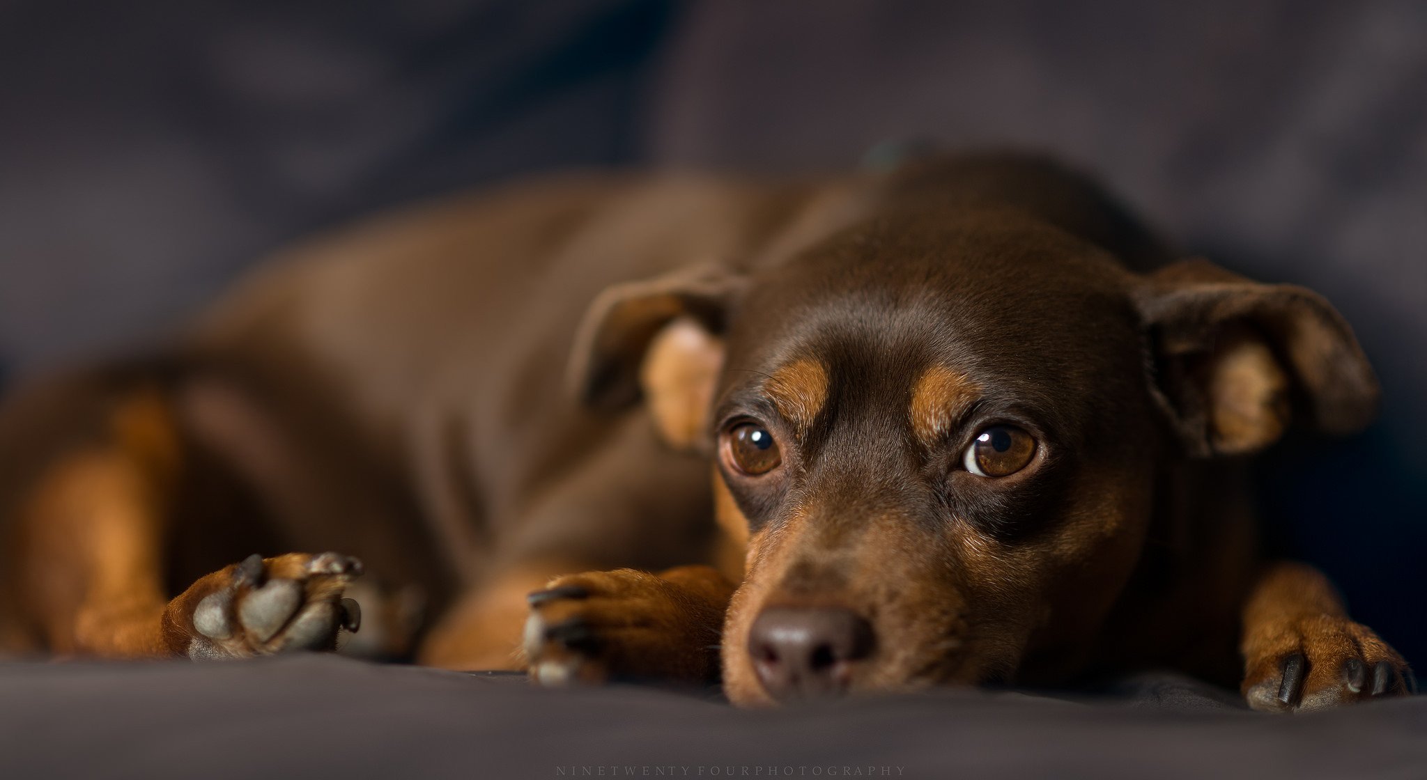 zwergpinscher hund blick