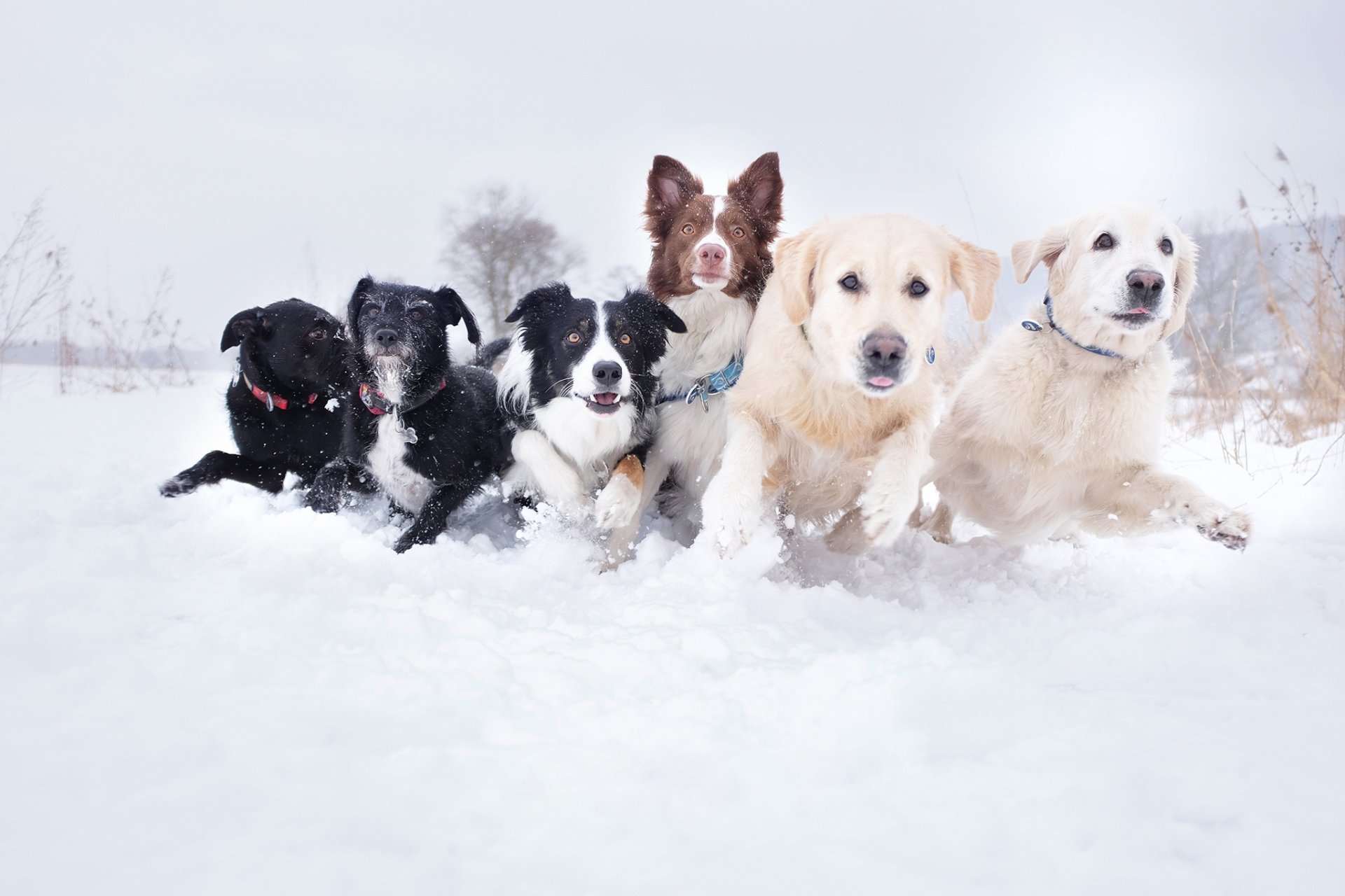 dogs dogs different breed pack running snow snowdrift muzzles photo stodulko