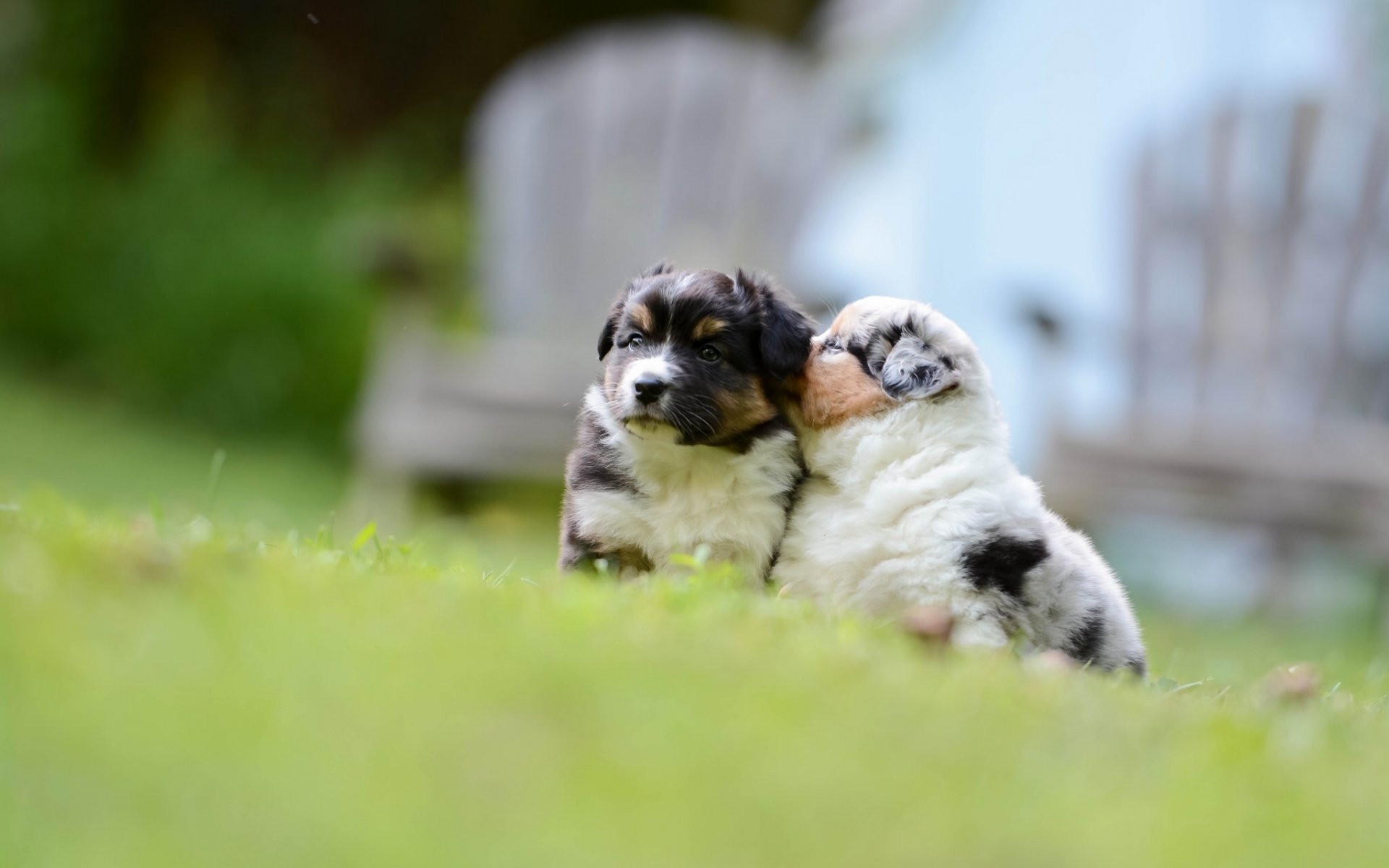 perro pastor australiano aussie perros cachorros niños pequeños bokeh