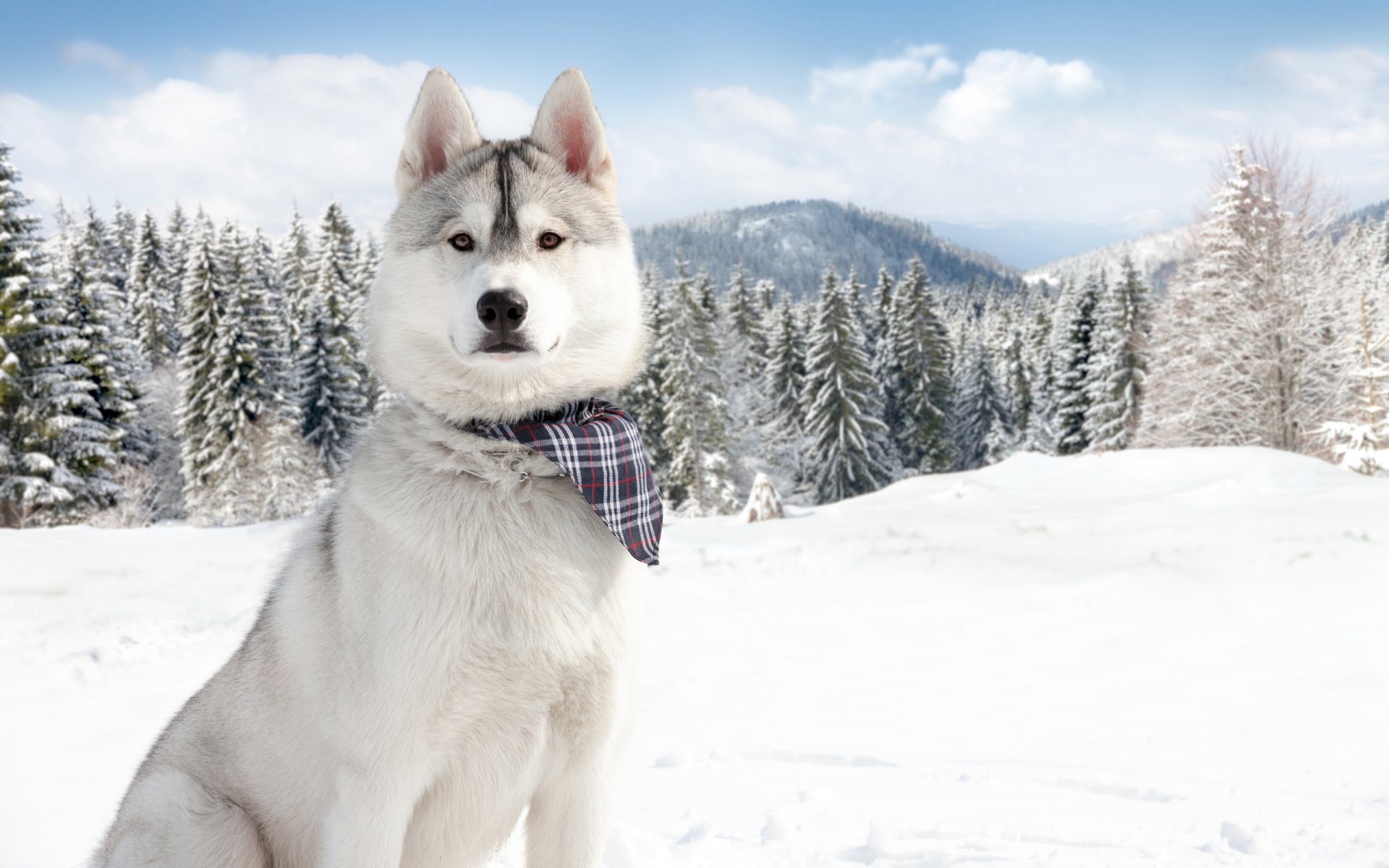 dog winter rock mountain tree grass snow