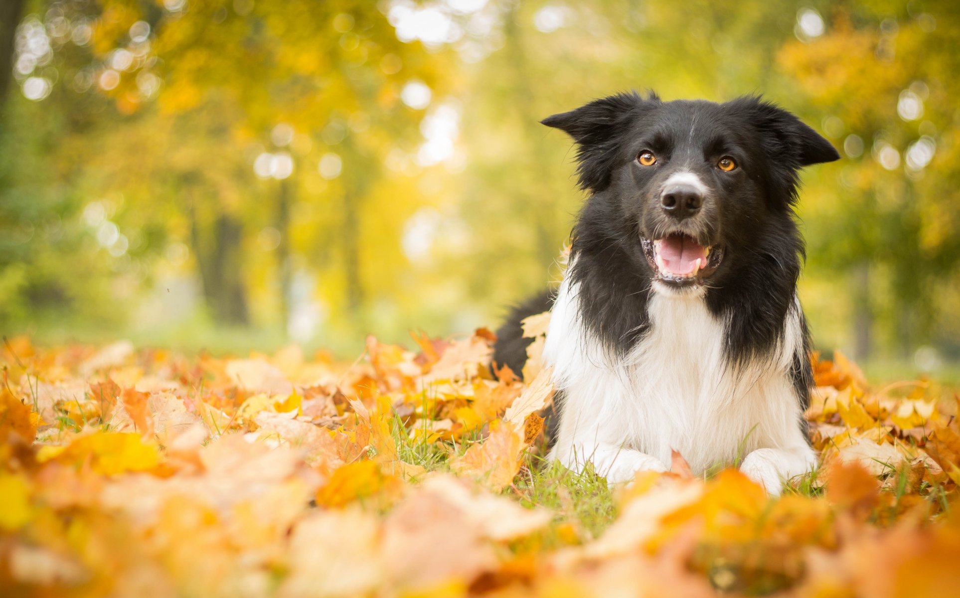 dog leaves autumn