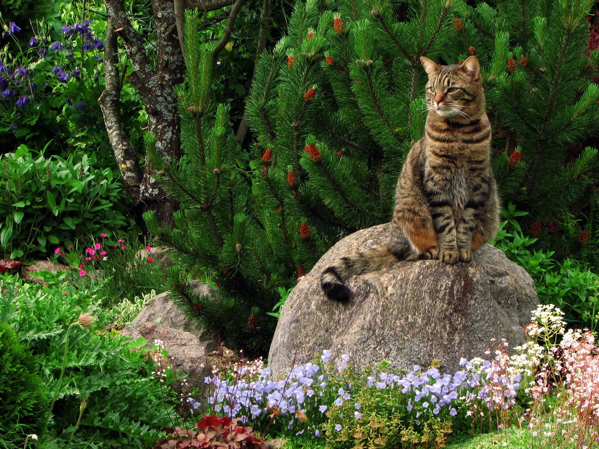 растения камень кошак