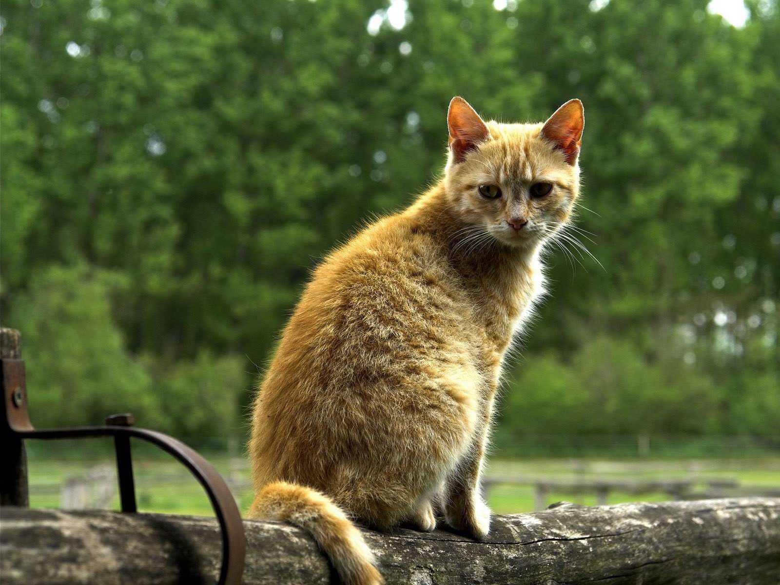 katzen niedlich zaun :-