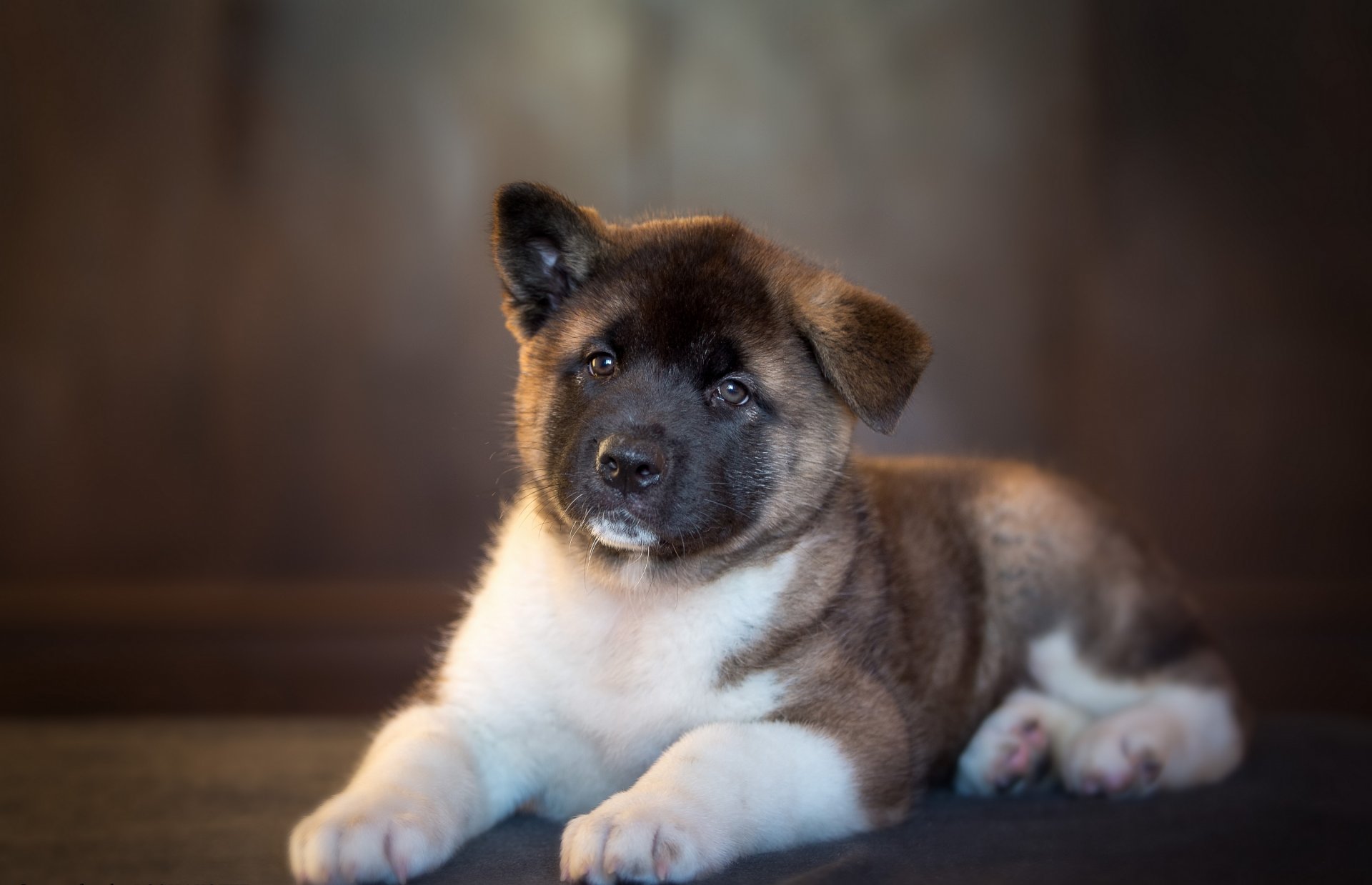 akita-inu hund welpe