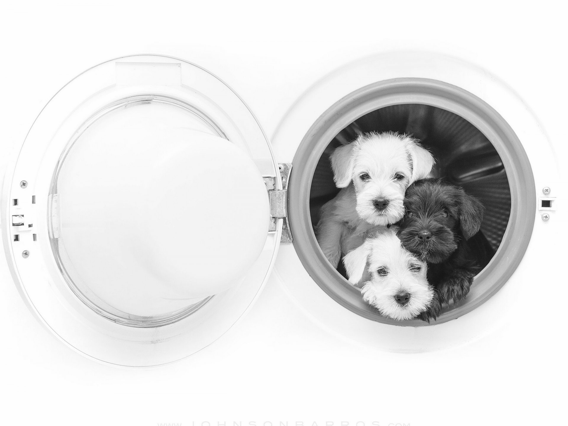 cani cuccioli trinità trio lavatrice monocromo