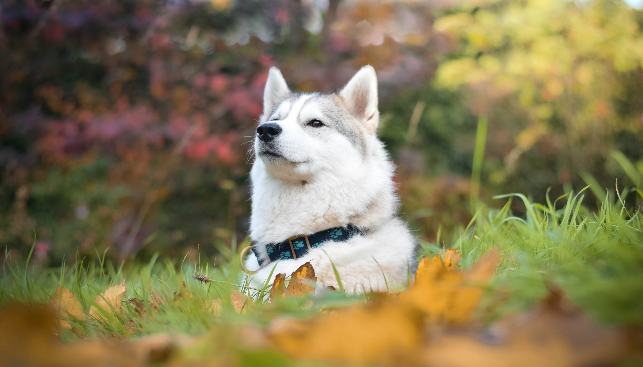 husky cane muso ritratto orgoglioso