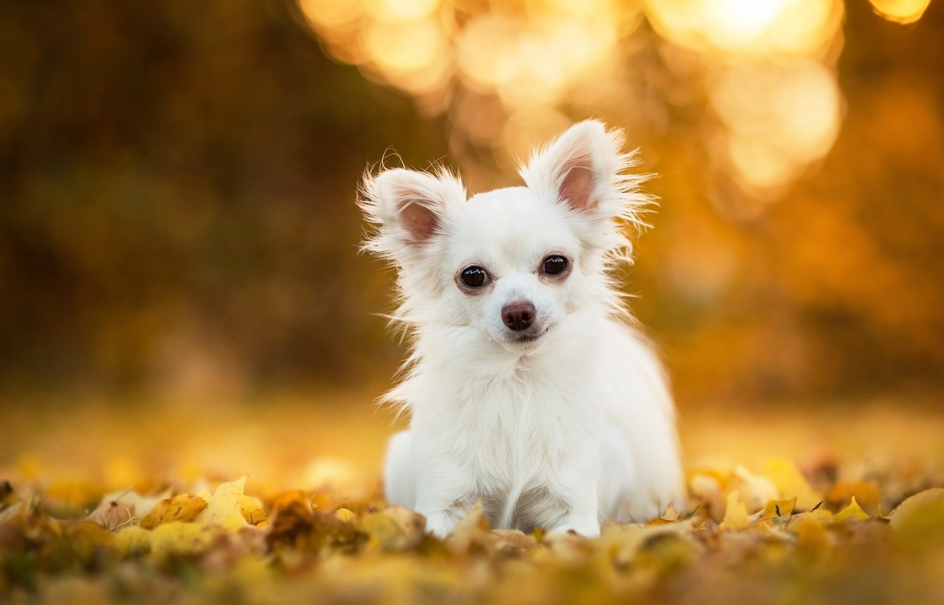 chihuahua chien feuilles bokeh