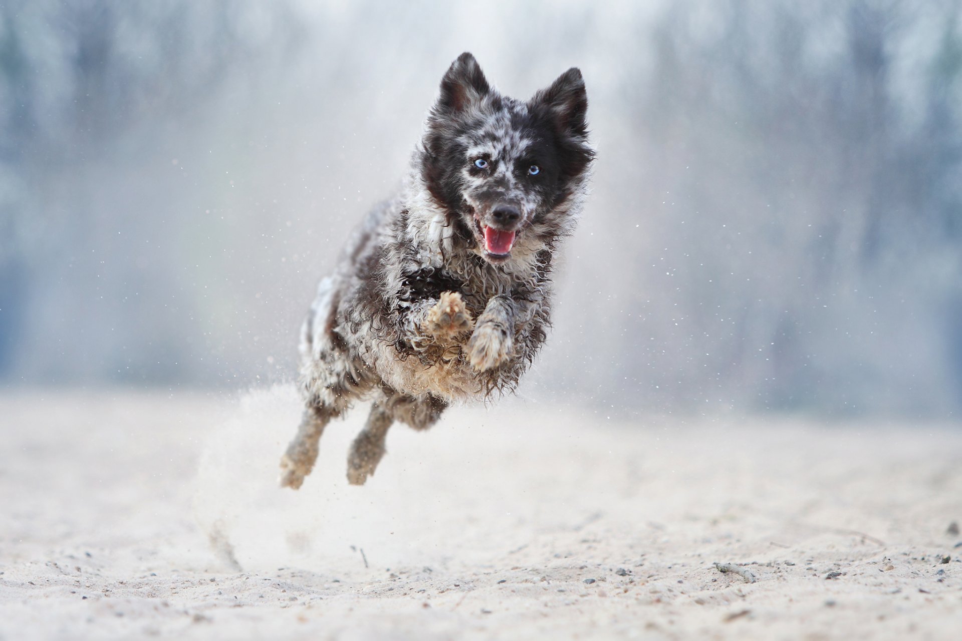 cane corsa salto