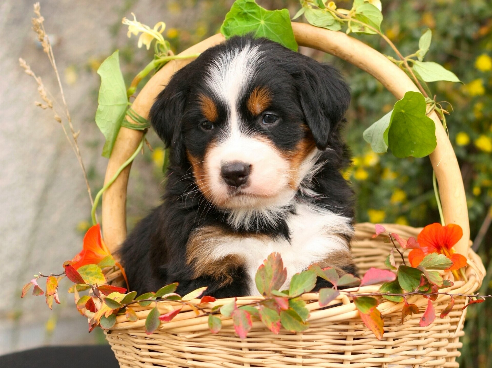 berner sennenhund berner schäferhund hund welpe korb blätter