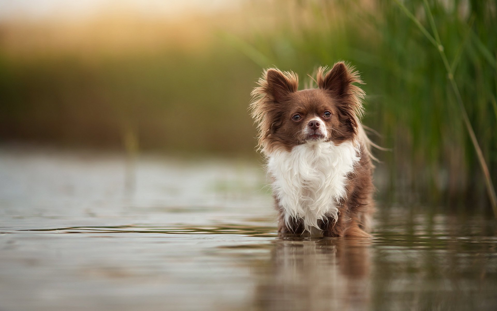 cane sguardo amico lago