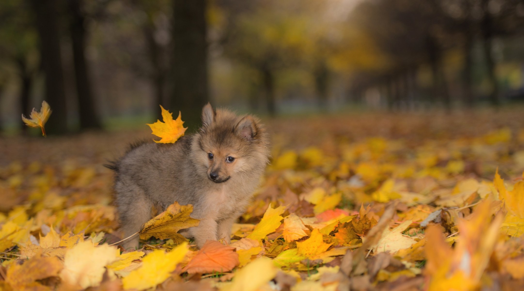 chien chiot automne