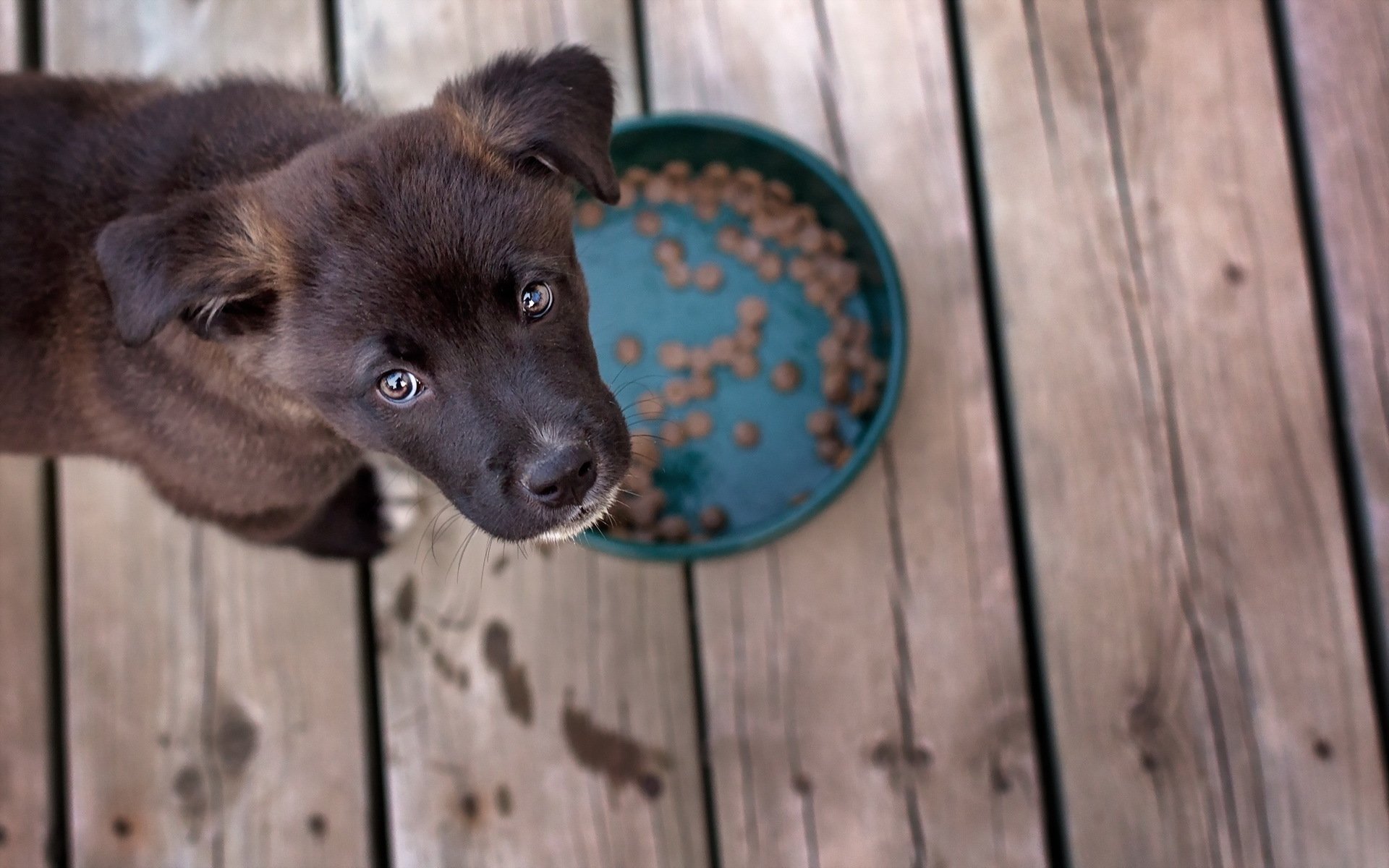 perro mirada amigo comida