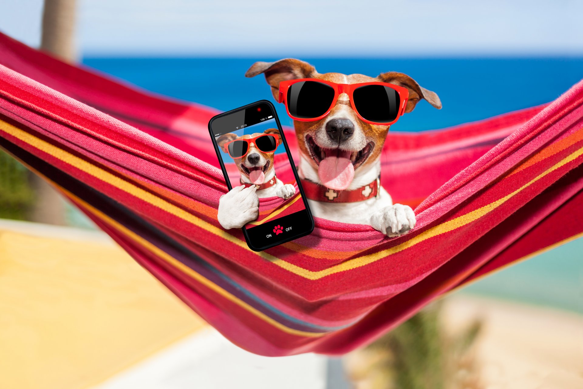 jack russell terrier sunglasses smartphone photo hammock sports beach sea sand bokeh