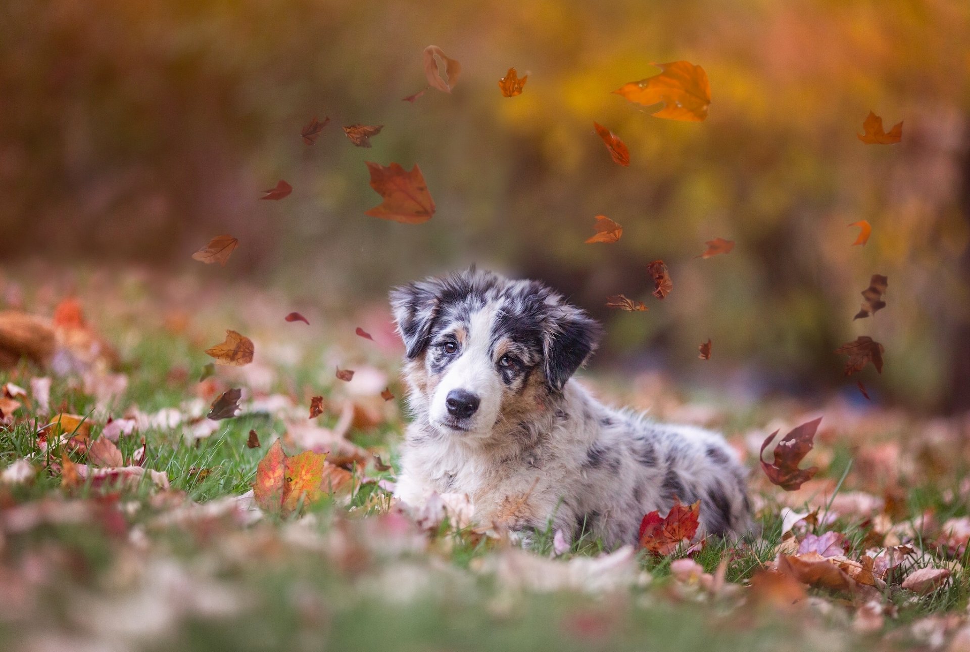 perro pastor australiano aussie perro cachorro hojas otoño