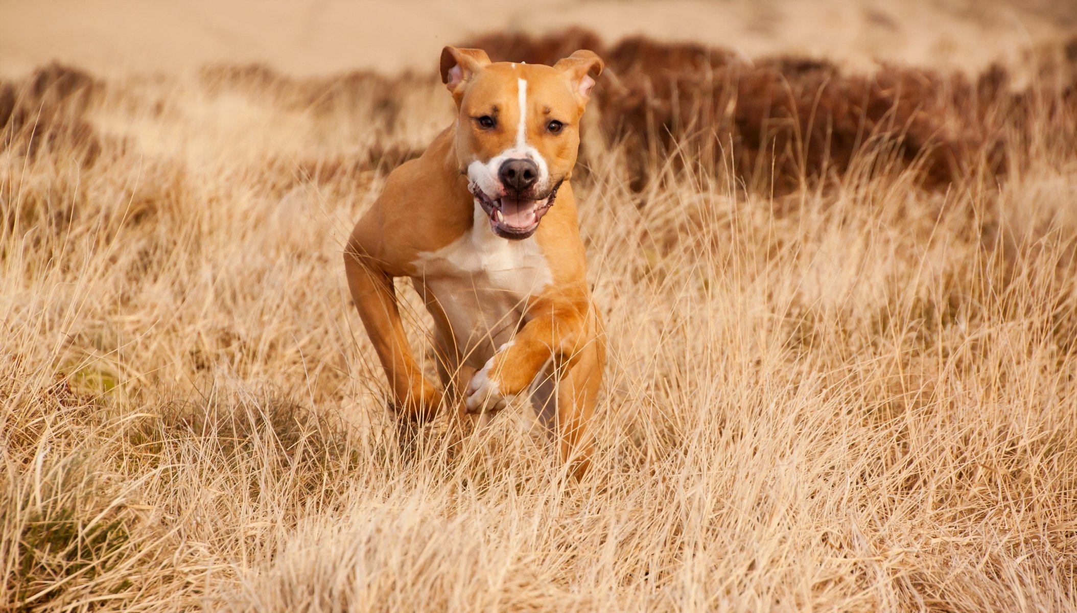 hund blick freund sommer