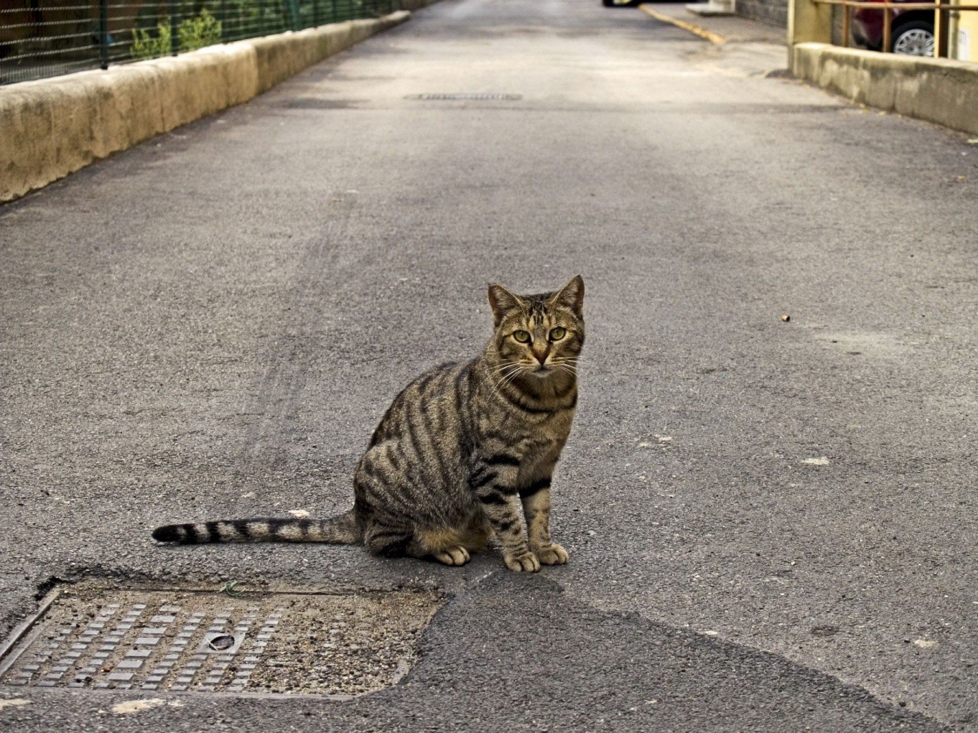 gatos camino estado de ánimo