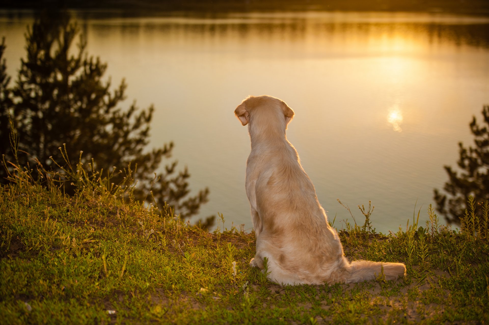 chien eau humeur