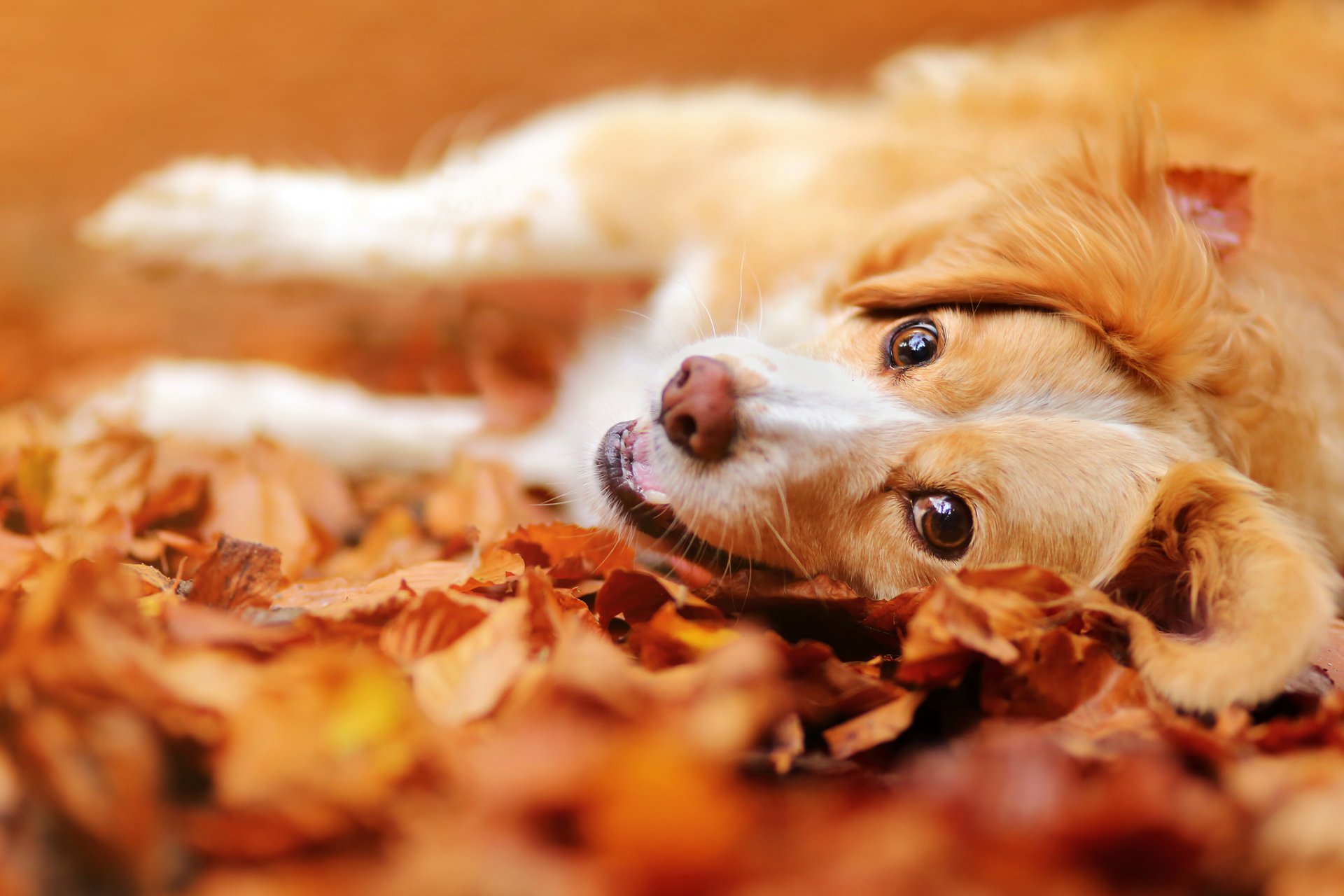 chien museau regard humeur feuilles automne