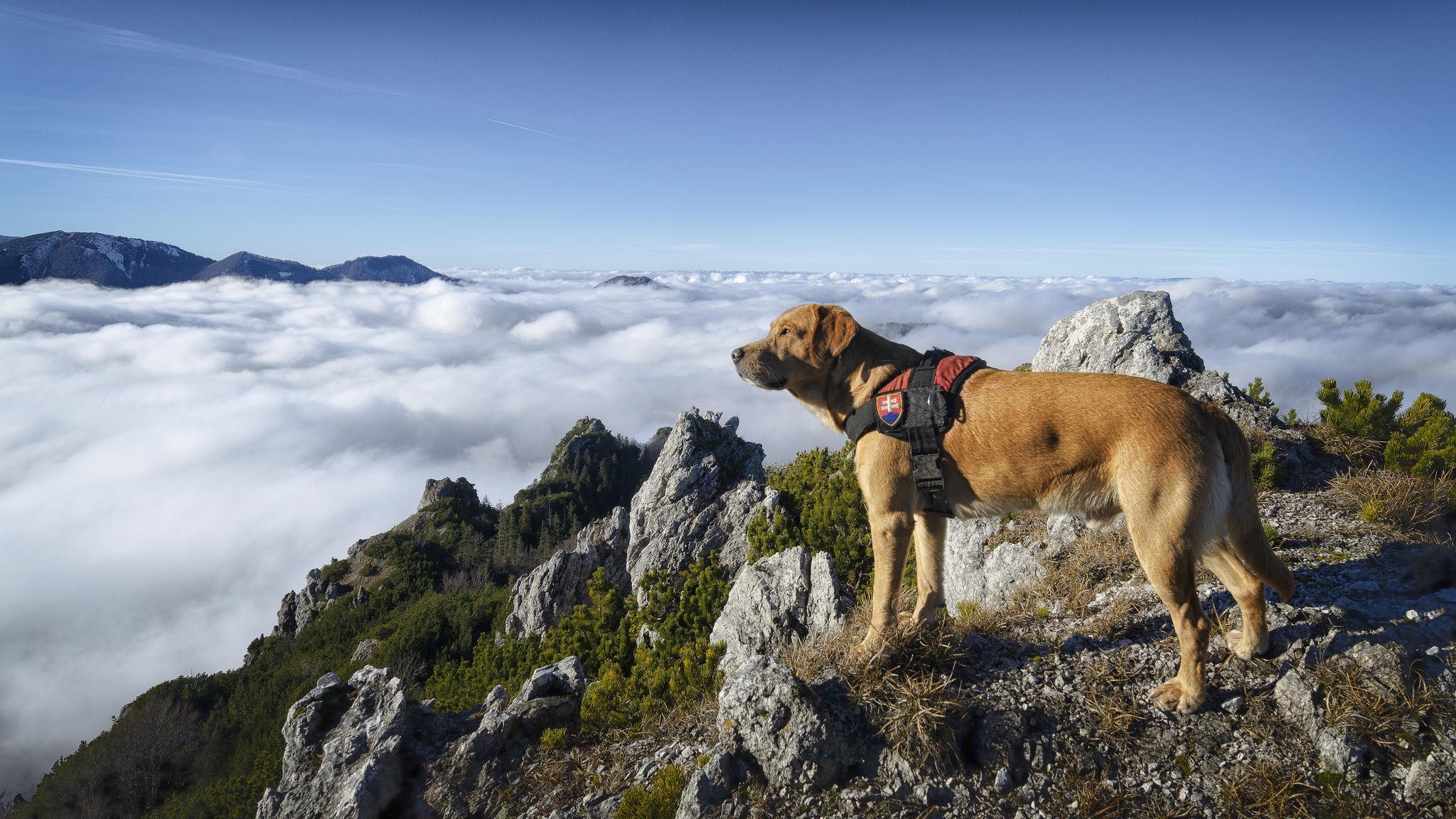 dog wool mountain clouds sky