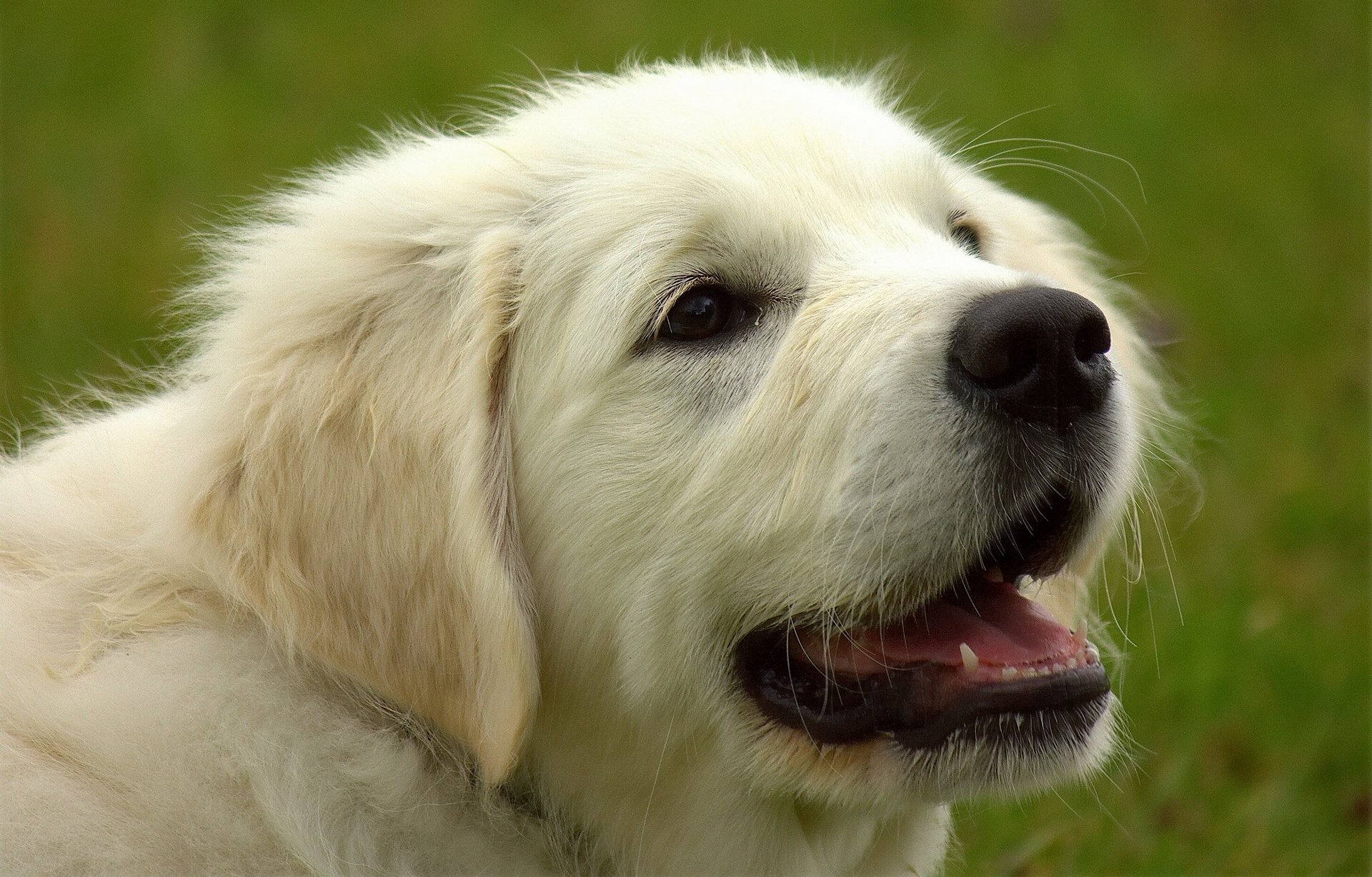 golden retriever golden retriever dog muzzle