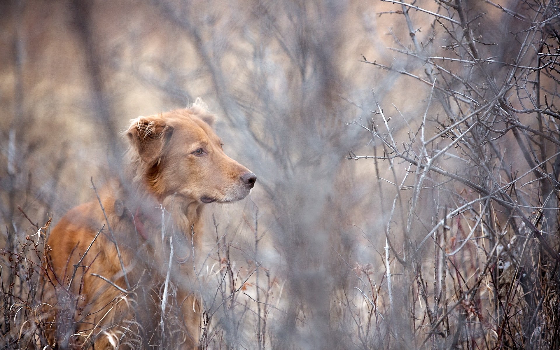 chien regard ami