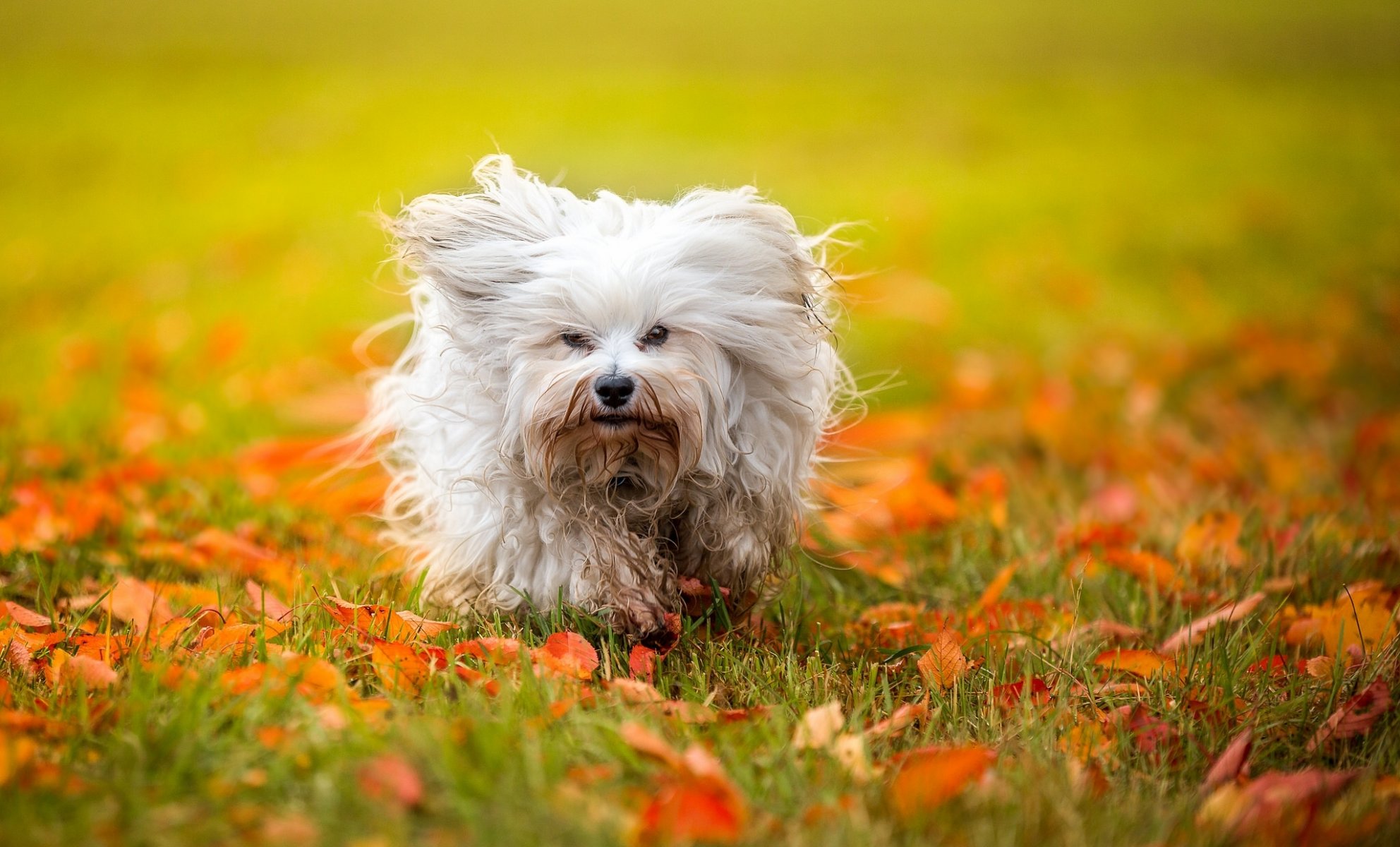 havanese dog shaggy leaves autumn