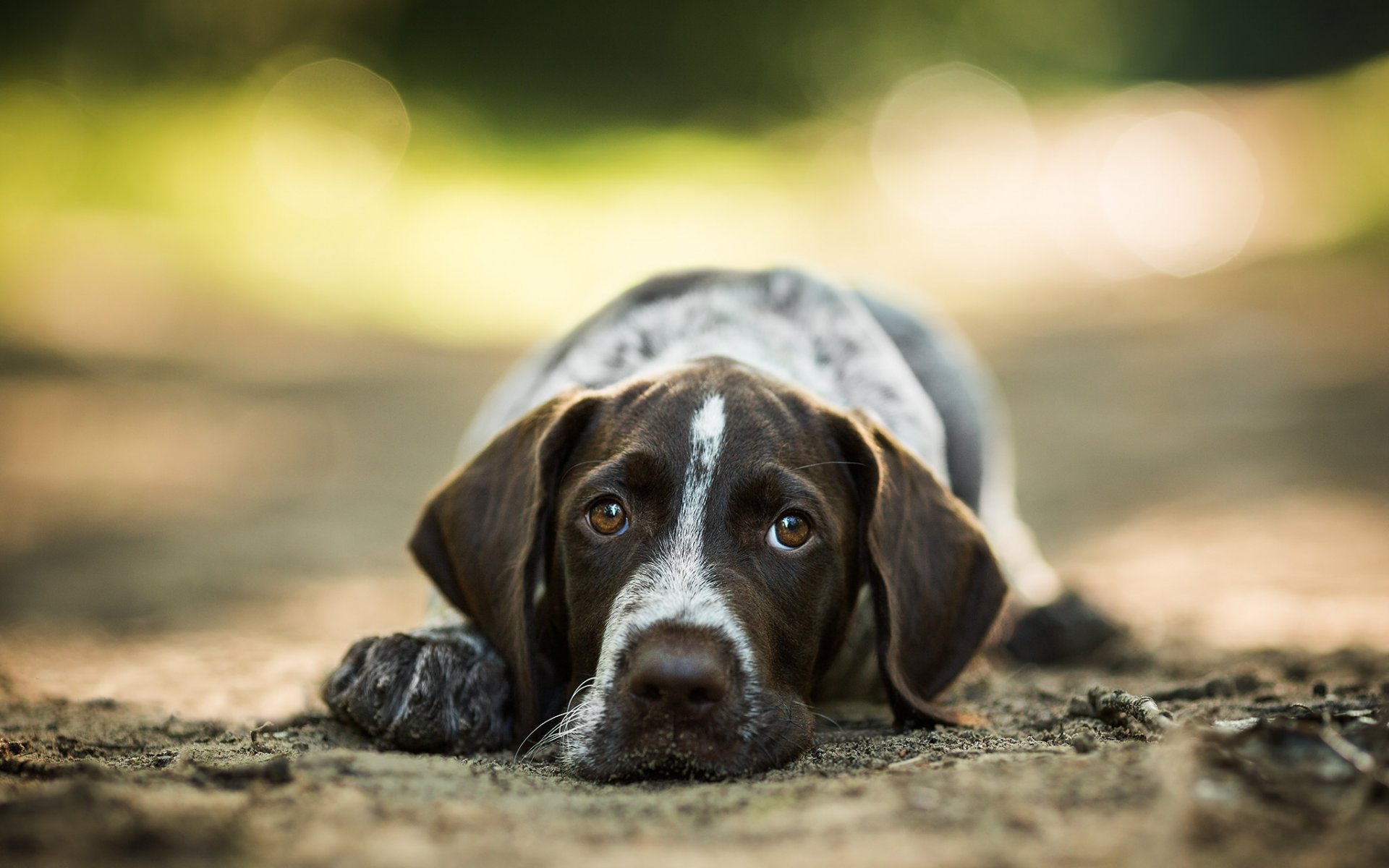 dog face view