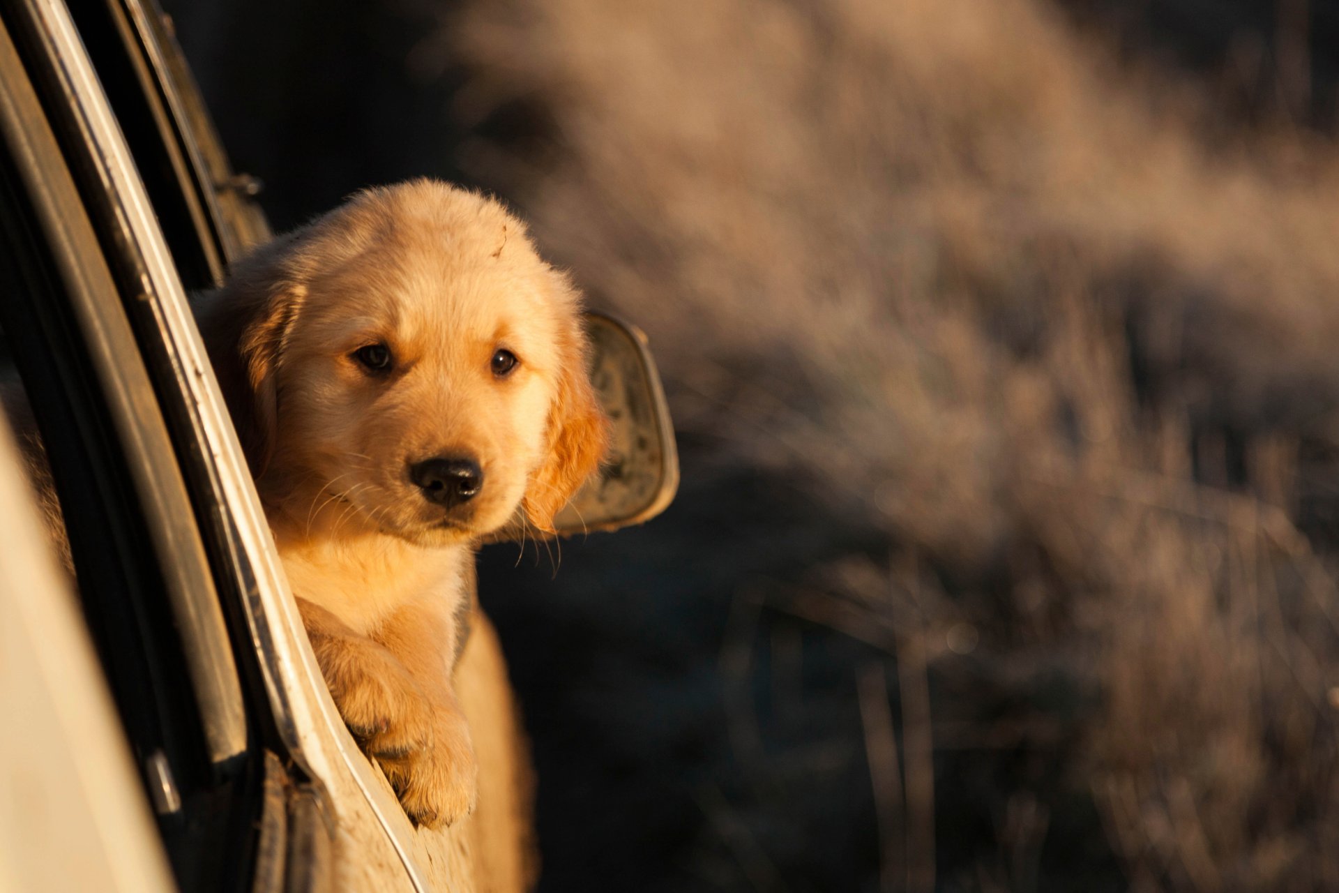 puppy red view