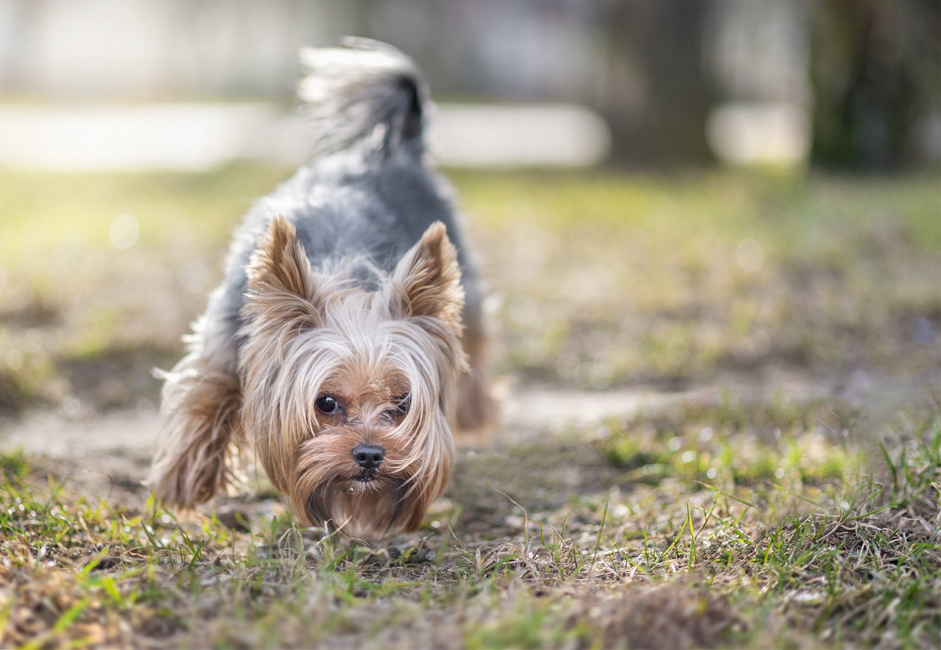 hund blick freund